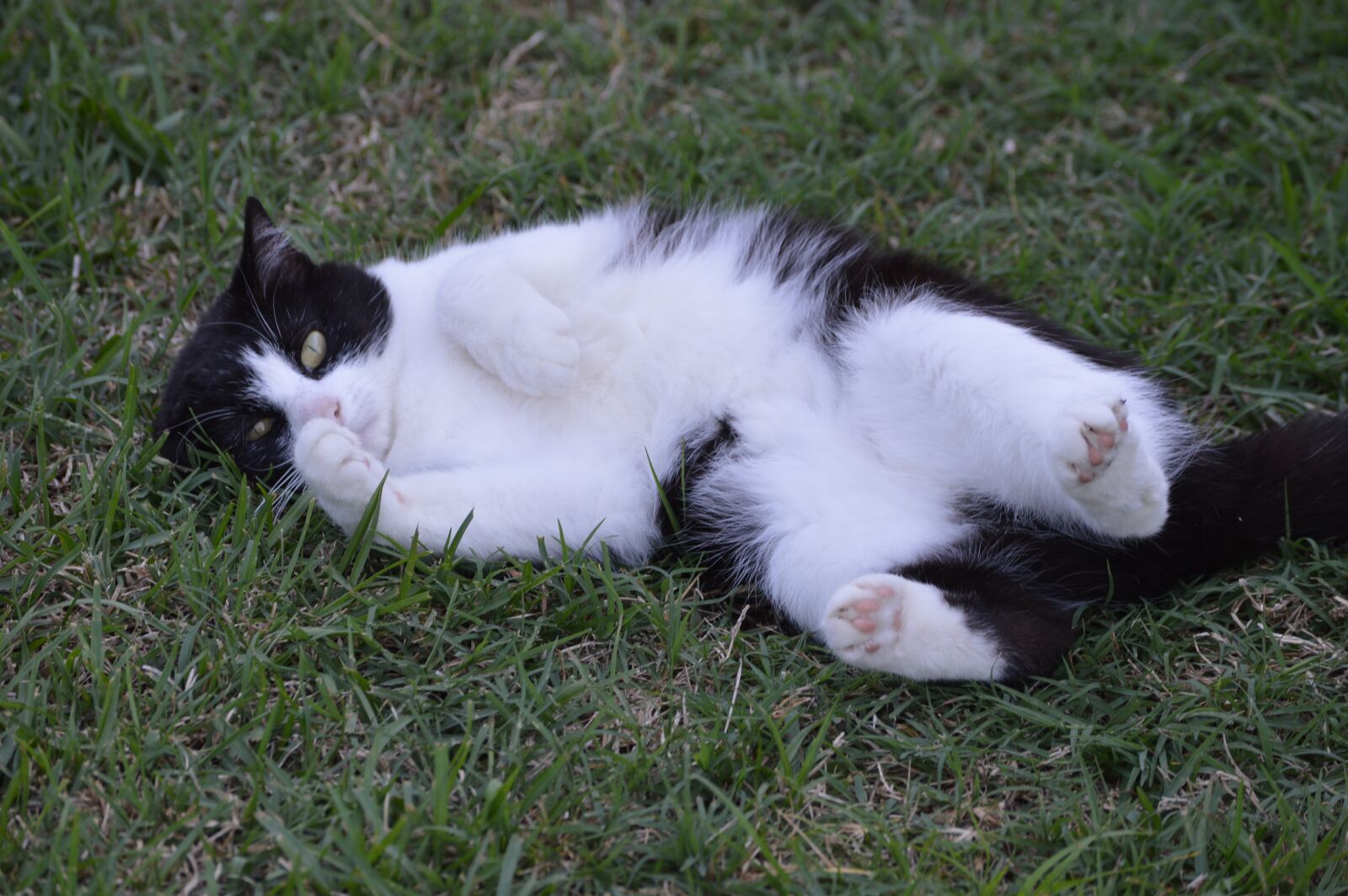 Nikon D3200 sample photo. Cat, outside, grass photography