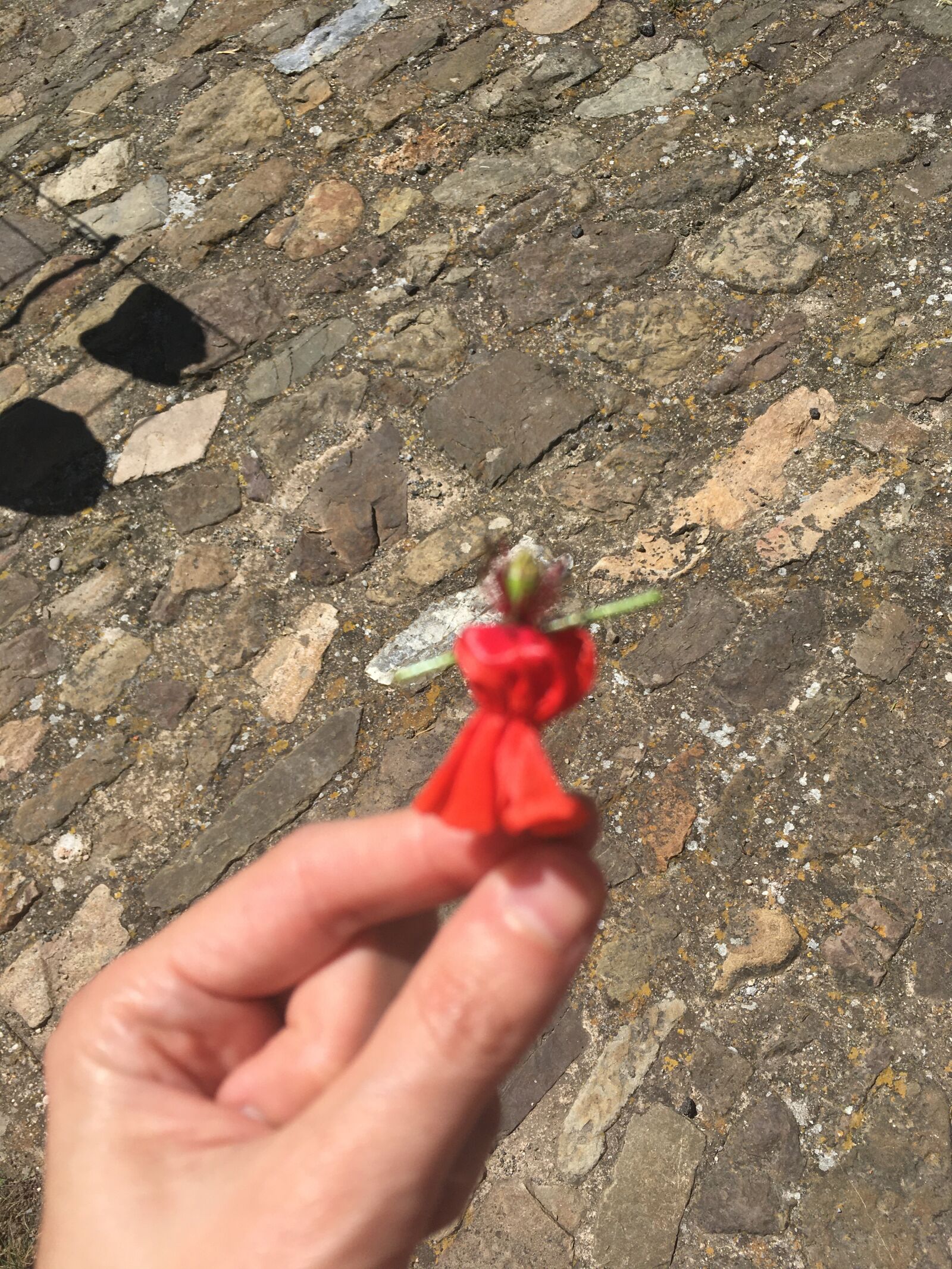iPhone SE back camera 4.15mm f/2.2 sample photo. Poppy, dress, flower photography