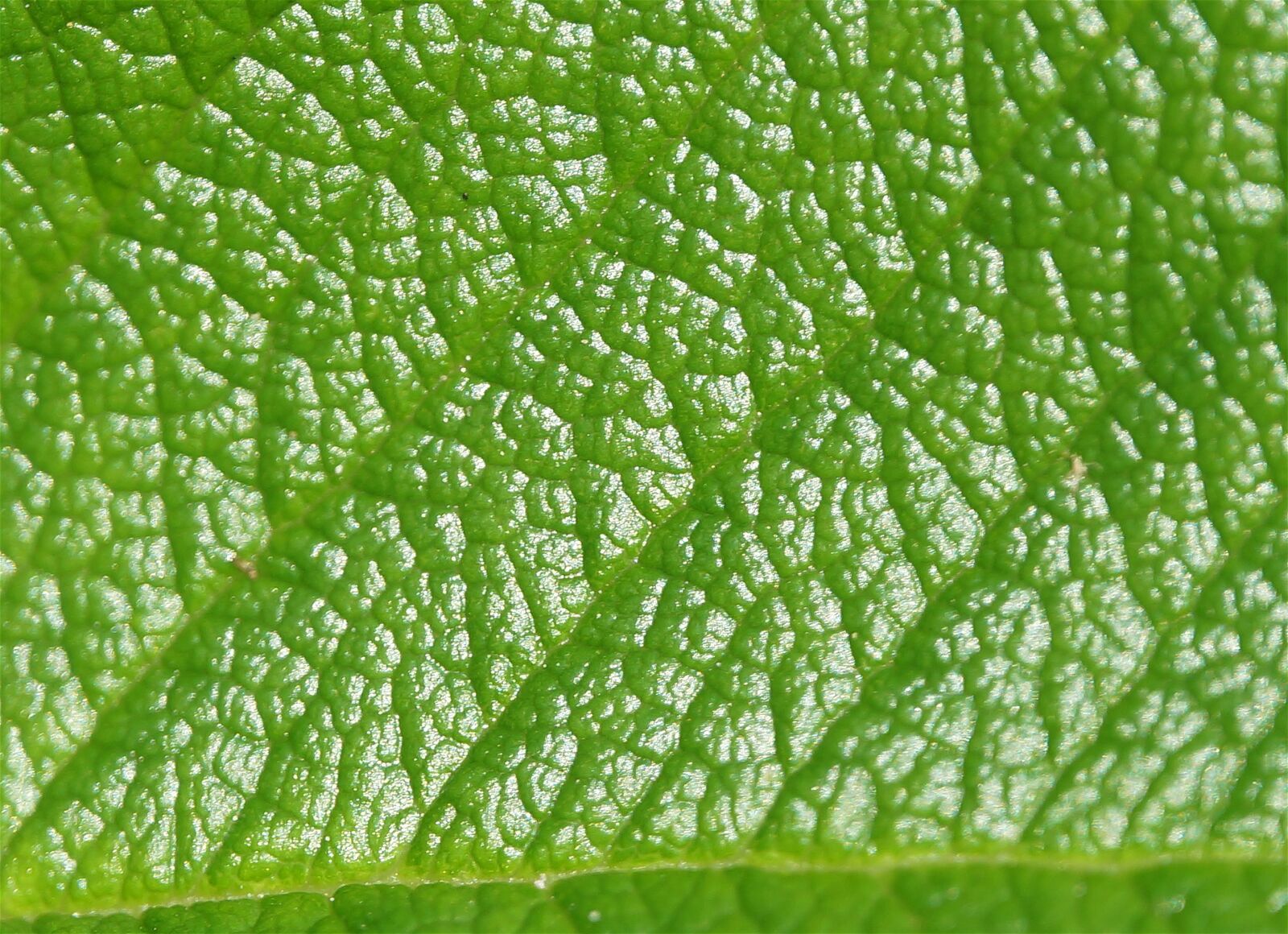 Sony Alpha NEX-5T sample photo. Macro detail rose leaf photography