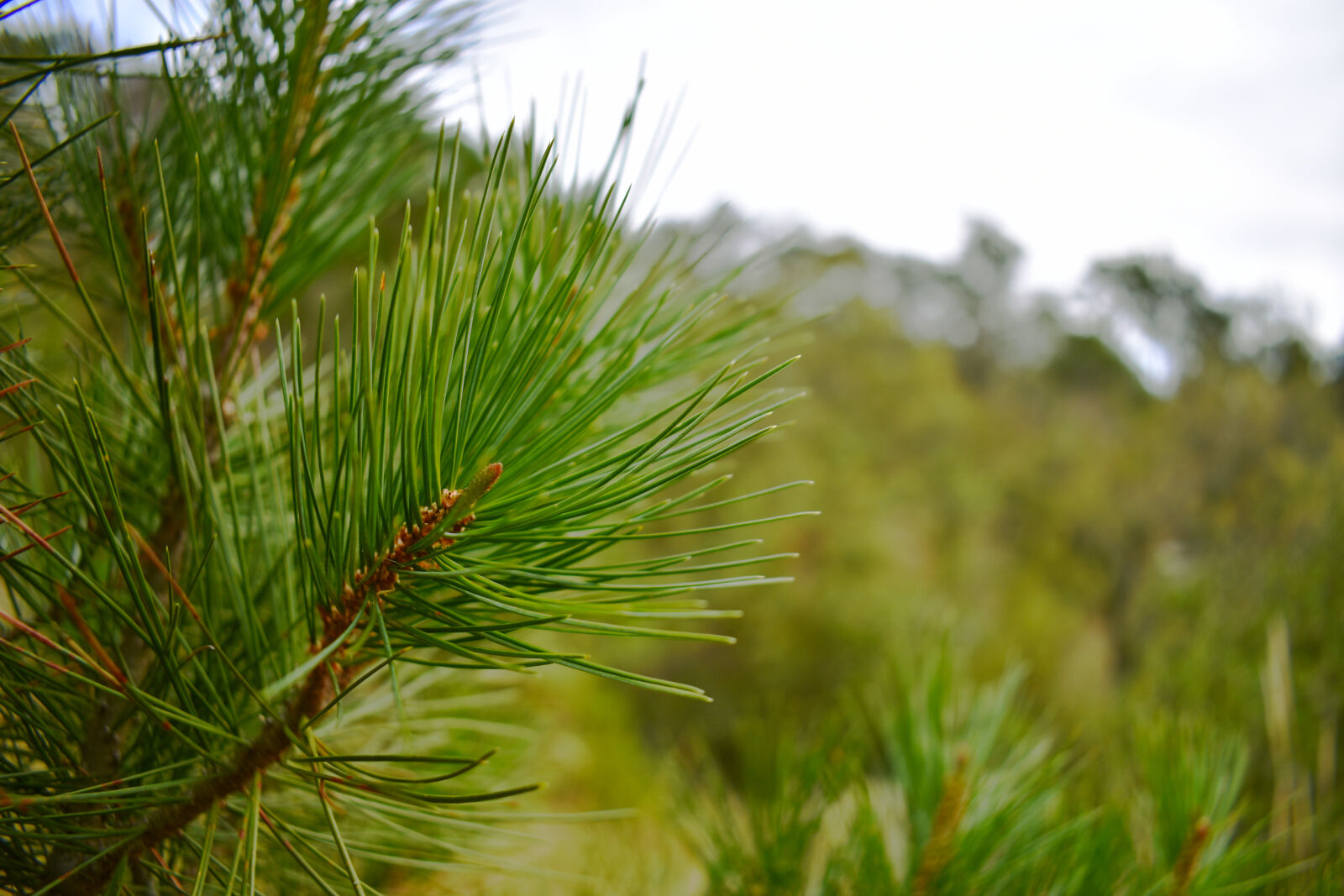 Nikon D3400 sample photo. Bokeh, close, up, exterior photography