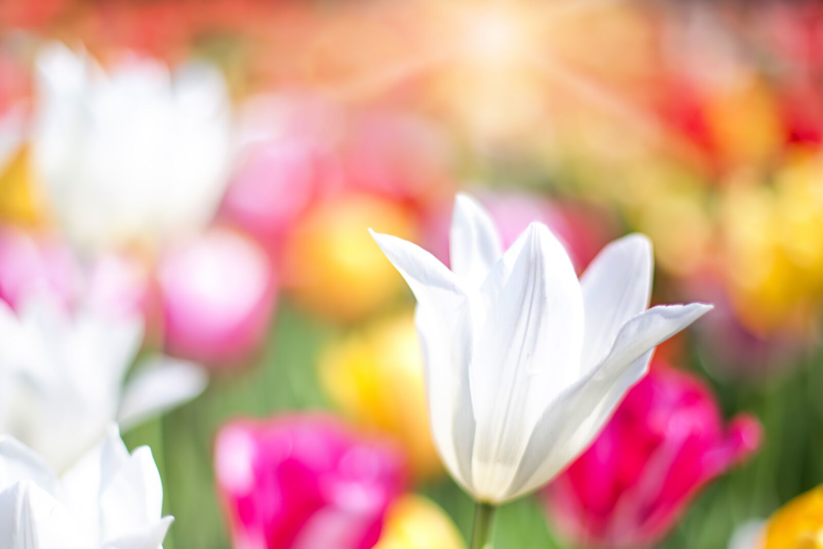 Canon EOS 5D Mark III sample photo. Tulips, pink, garden photography