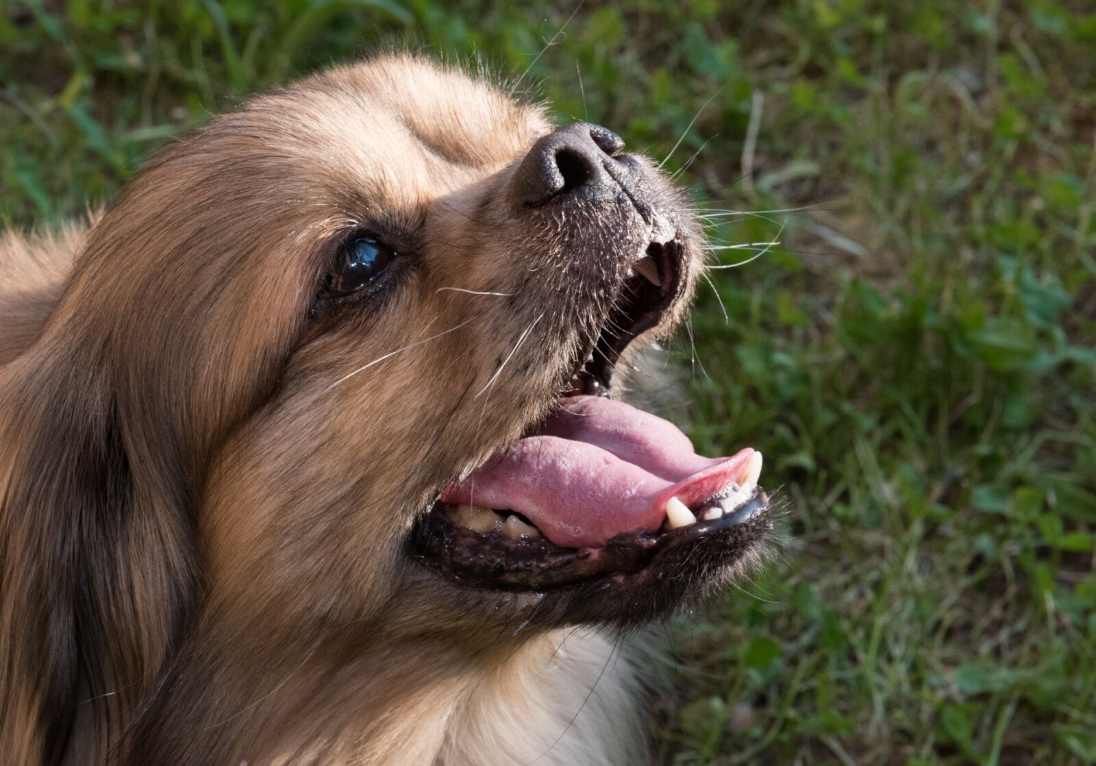 Nikon D810 sample photo. Dog, puppy, abb photography