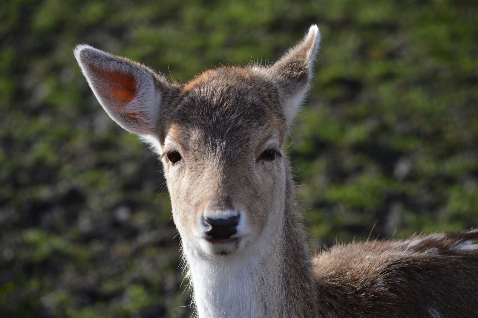 Nikon D3200 sample photo. Ree, deer, closeup photography