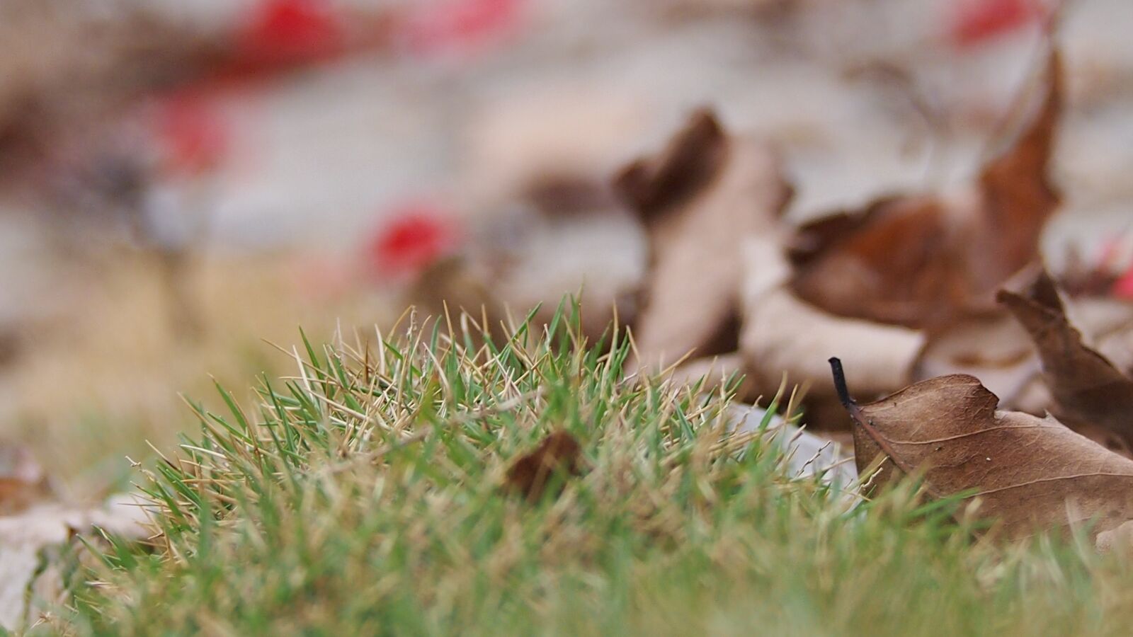Olympus PEN E-P3 sample photo. Dead leaves, grass, natural photography