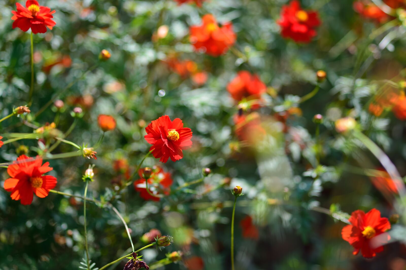 Nikon Df sample photo. Landscape, plant, flowers photography