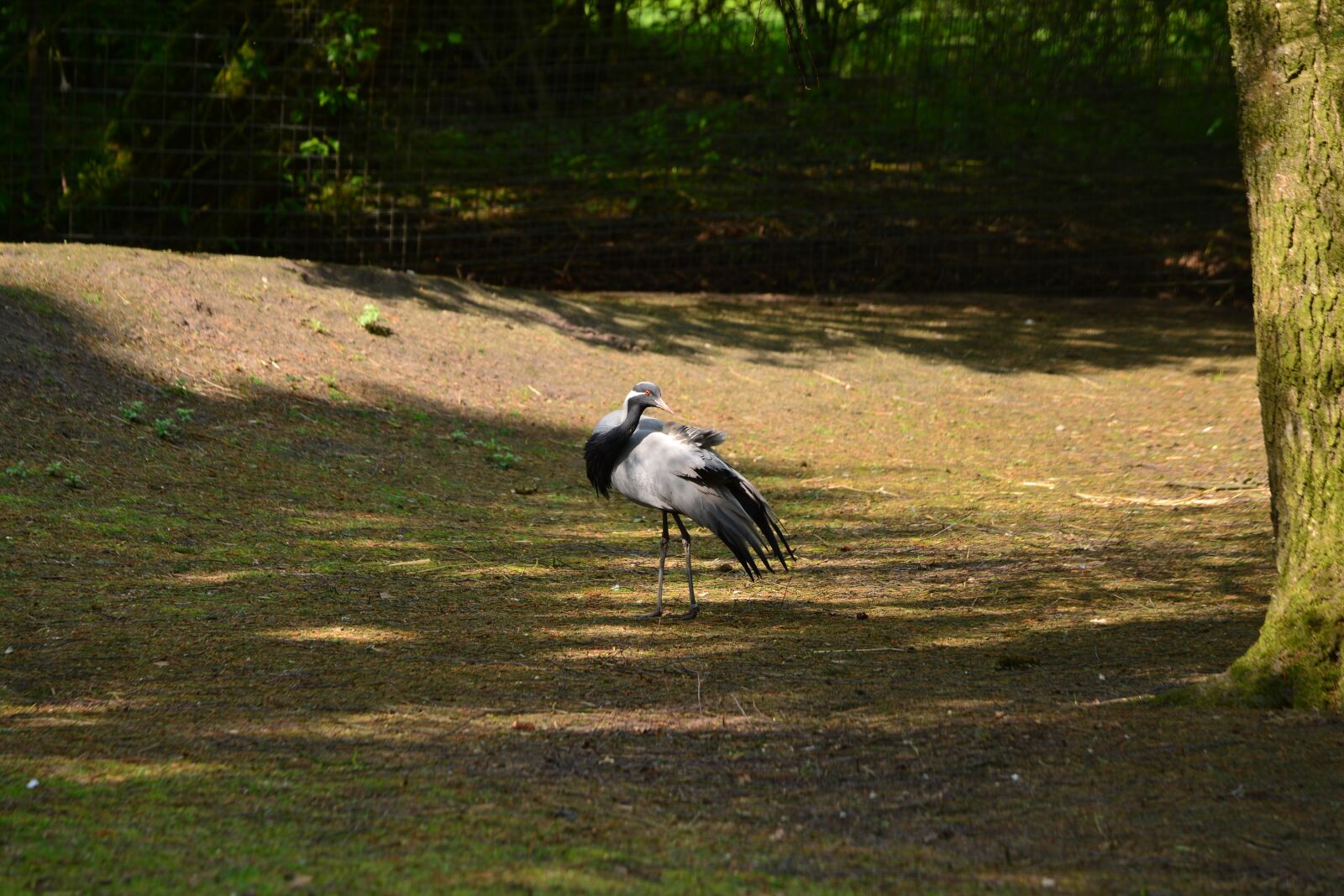 Nikon D5200 sample photo. Jungfernkraniche, bird, bill photography