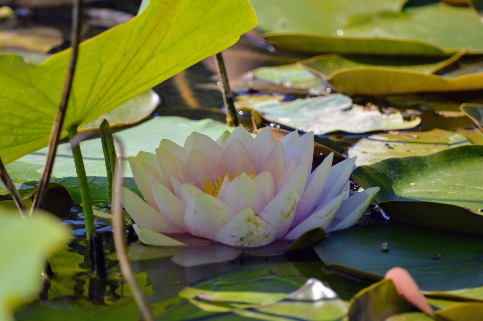 Nikon D3200 sample photo. Flower, lotus, petals photography