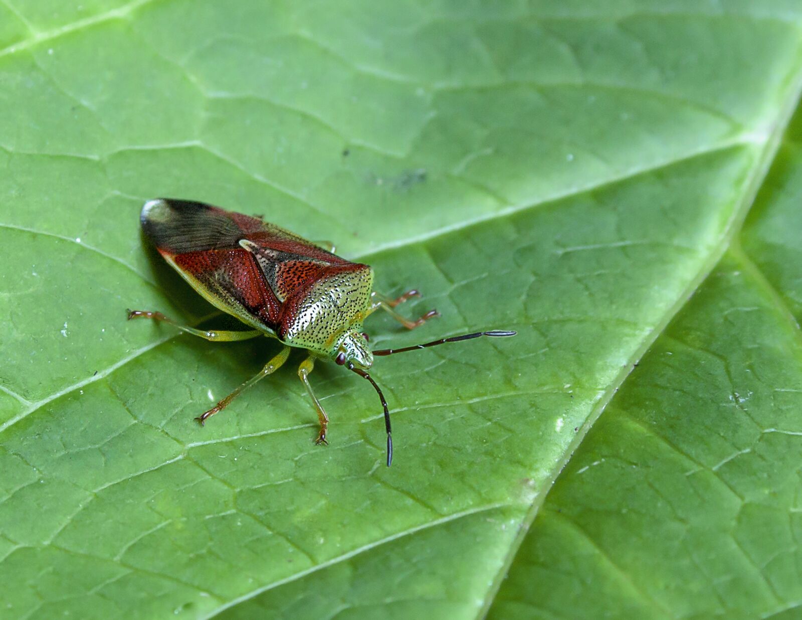 Canon EOS 500D (EOS Rebel T1i / EOS Kiss X3) + Canon EF-S 18-55mm F3.5-5.6 II sample photo. Shield bug, leaf, nature photography