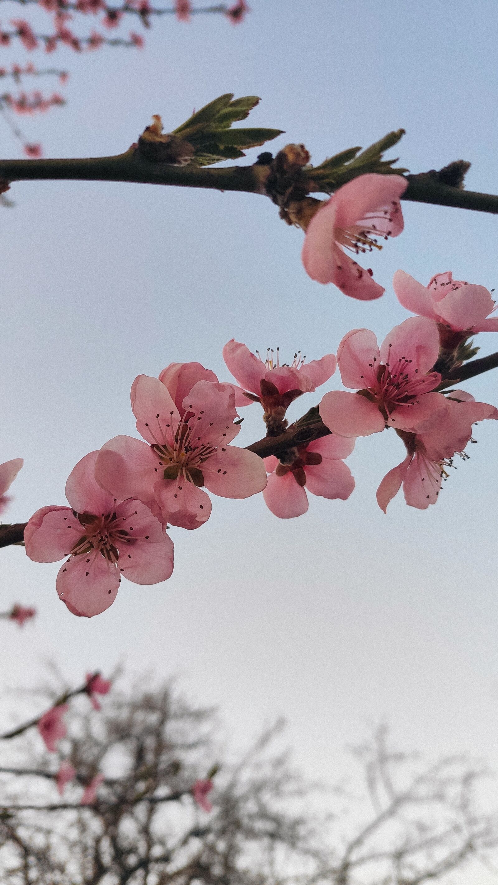 Xiaomi MI CC 9 sample photo. Flowers, tree, pink photography
