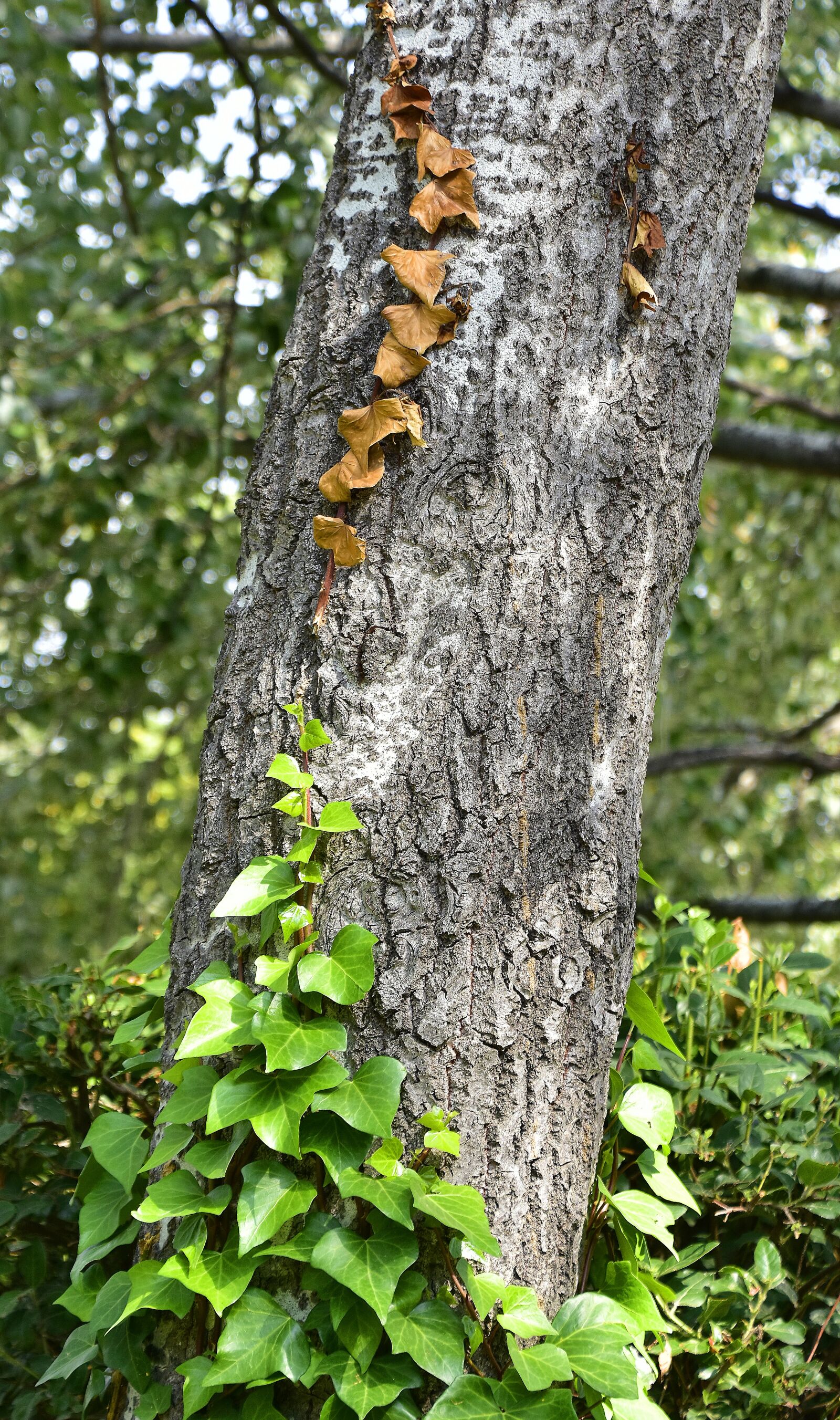 Nikon D7200 sample photo. Tree, trunk, ivy photography
