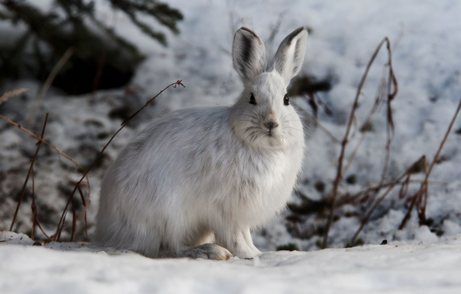 Nikon D300S sample photo. Rabbit, hare, snowshoe photography