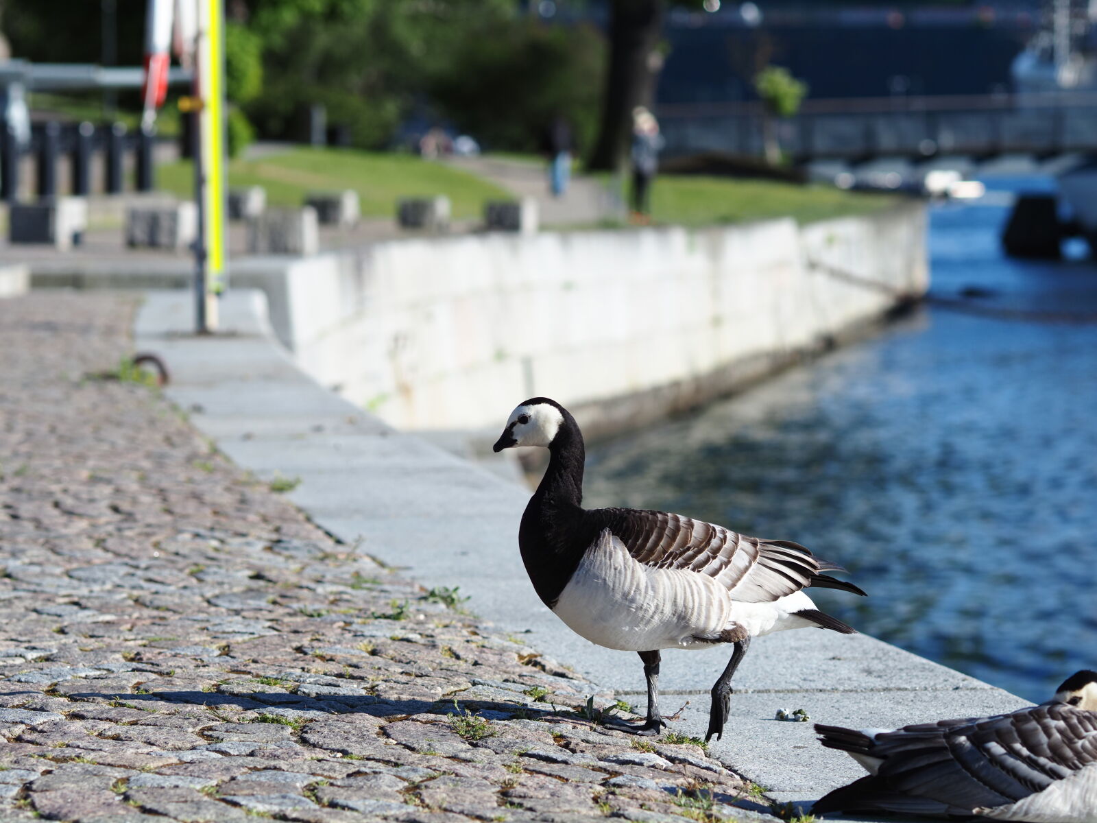 Olympus OM-D E-M1X sample photo