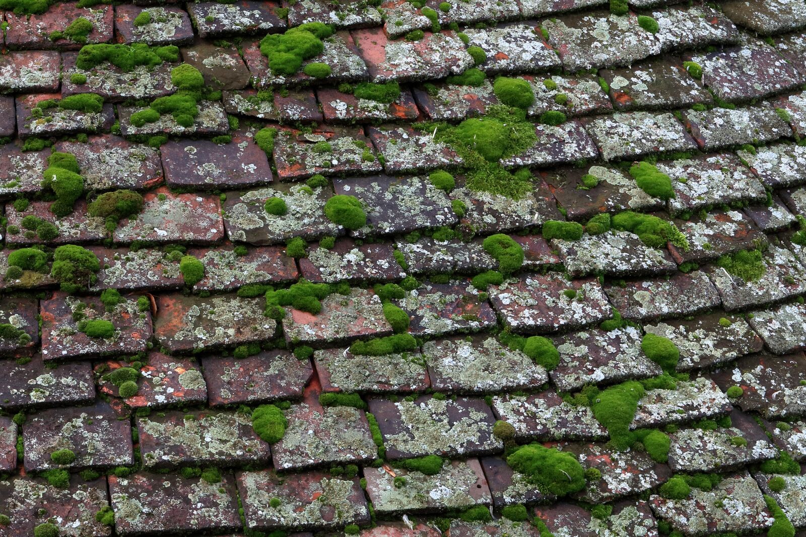 Canon EOS 80D sample photo. Tiles, moss, roof photography