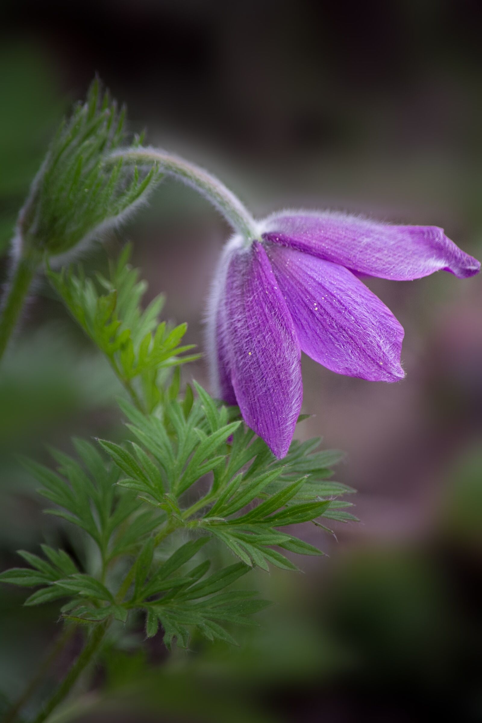 Nikon D7100 sample photo. Pasqueflower, pasque flower, pulsatilla photography