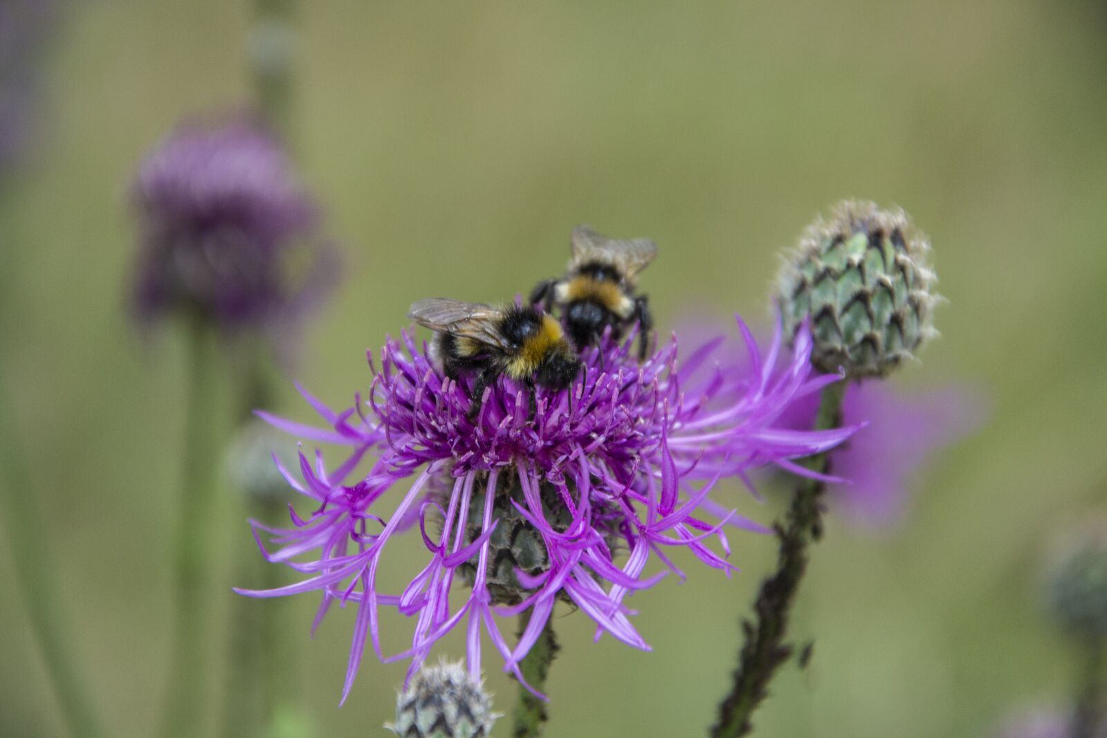 Nikon D3100 sample photo. Flower, insect, bee photography