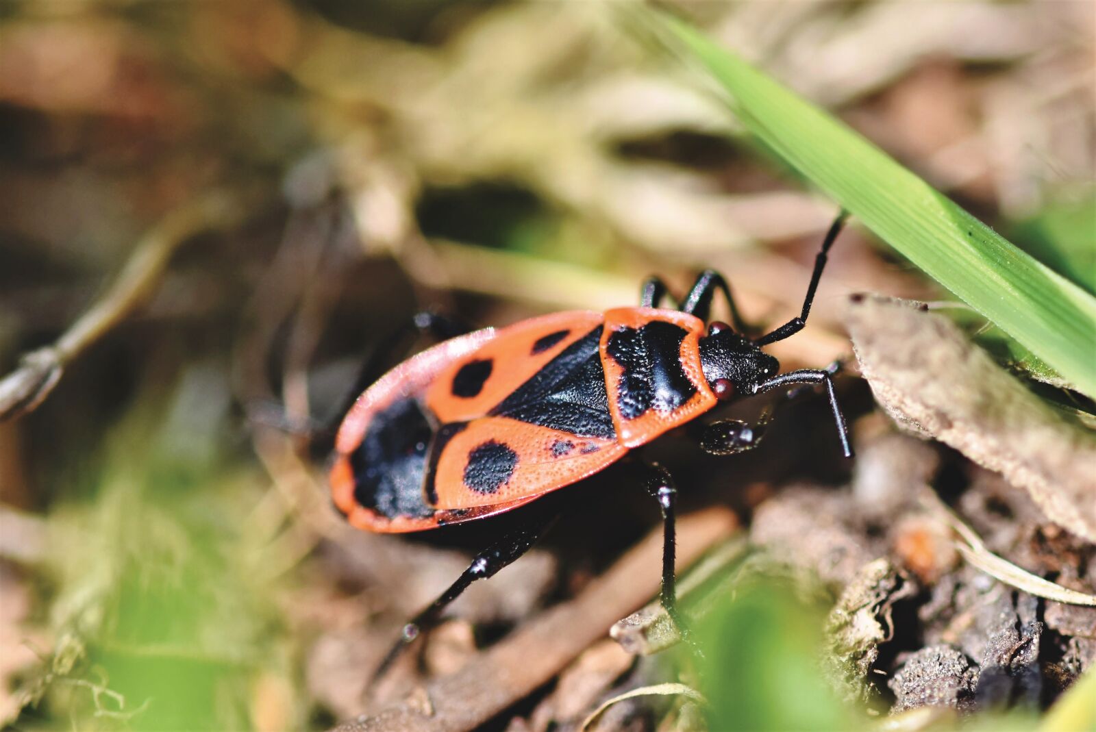Nikon D7200 sample photo. Fire bug, bug, beetle photography
