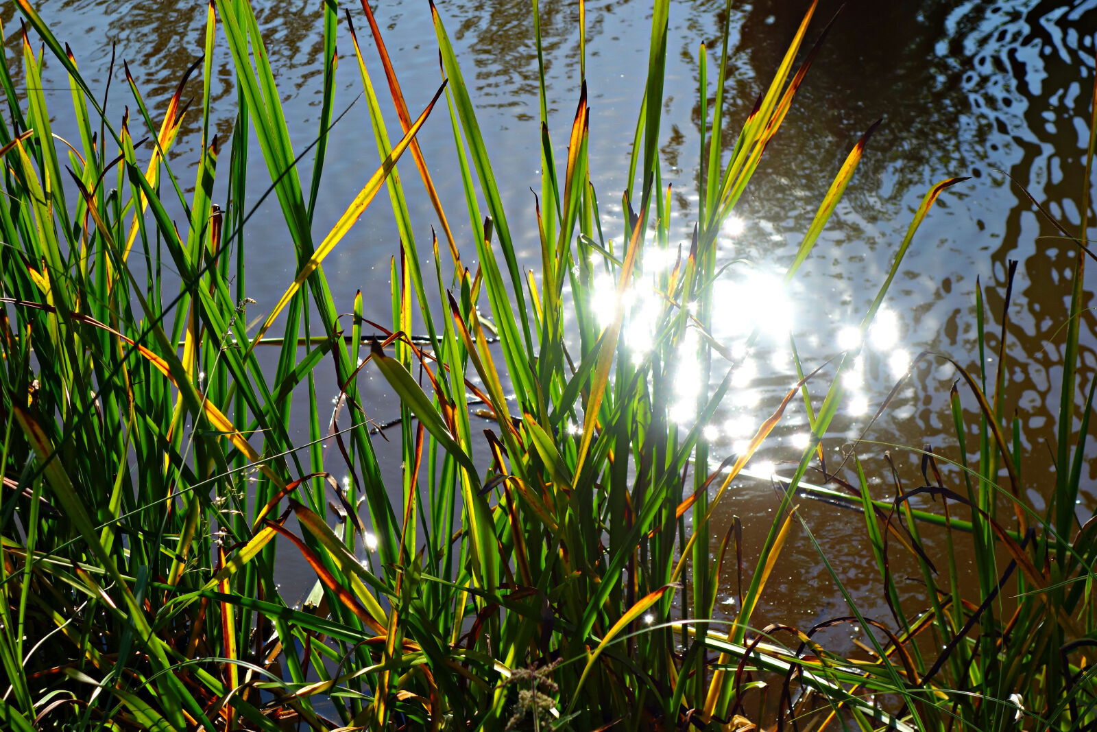 Sony Cyber-shot DSC-RX100 sample photo. Bank, glitter, plant, reed photography