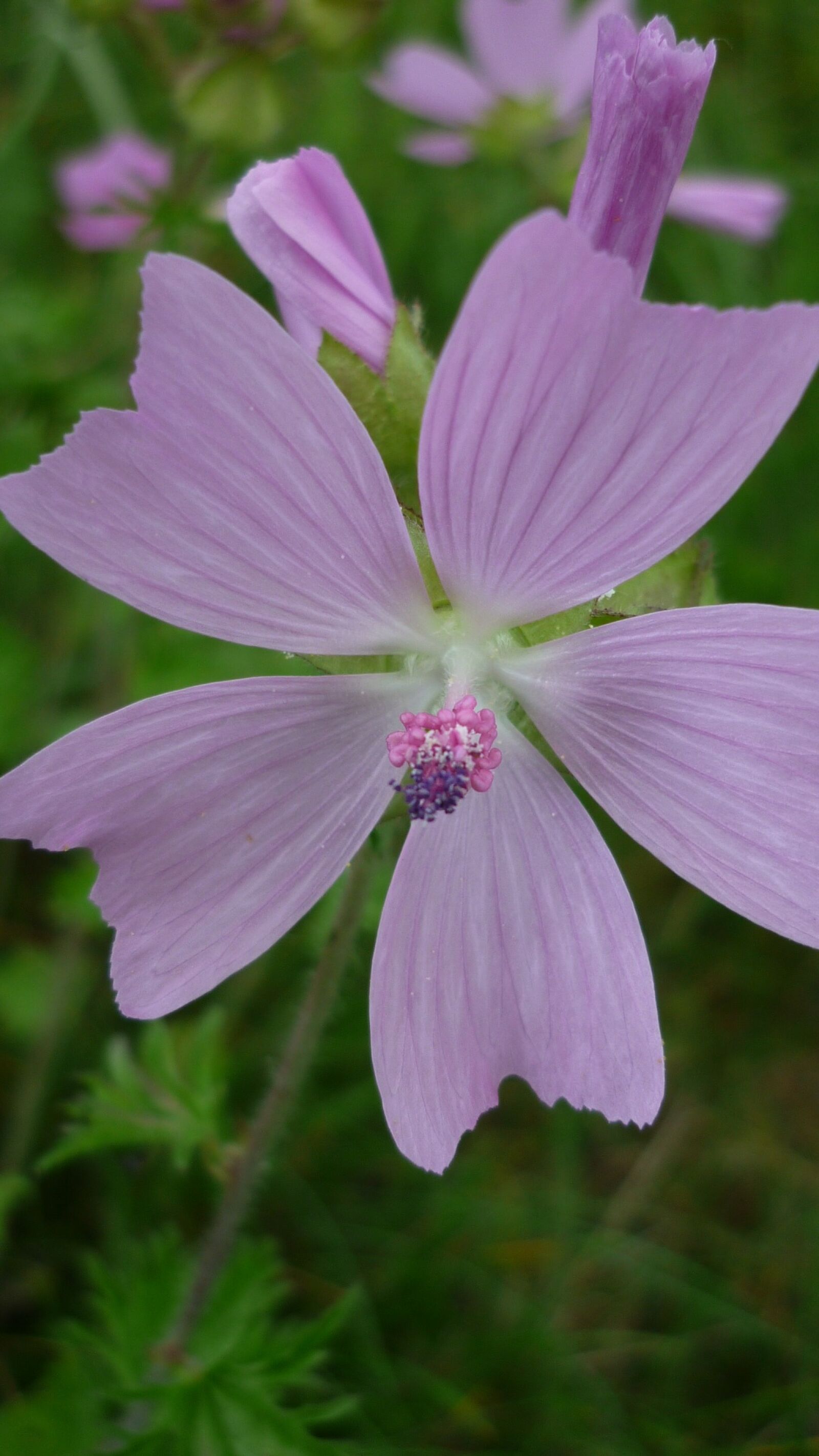 Panasonic Lumix DMC-FS6 sample photo. Mallow, flower, wild plant photography