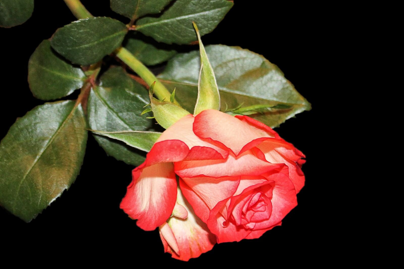 Canon EOS 1100D (EOS Rebel T3 / EOS Kiss X50) sample photo. Rose, blossom, bloom photography