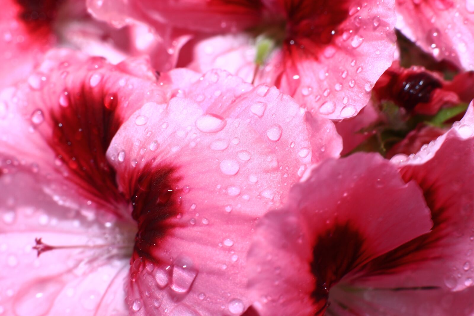 Canon EOS 500D (EOS Rebel T1i / EOS Kiss X3) sample photo. Flower, blossom, bloom photography