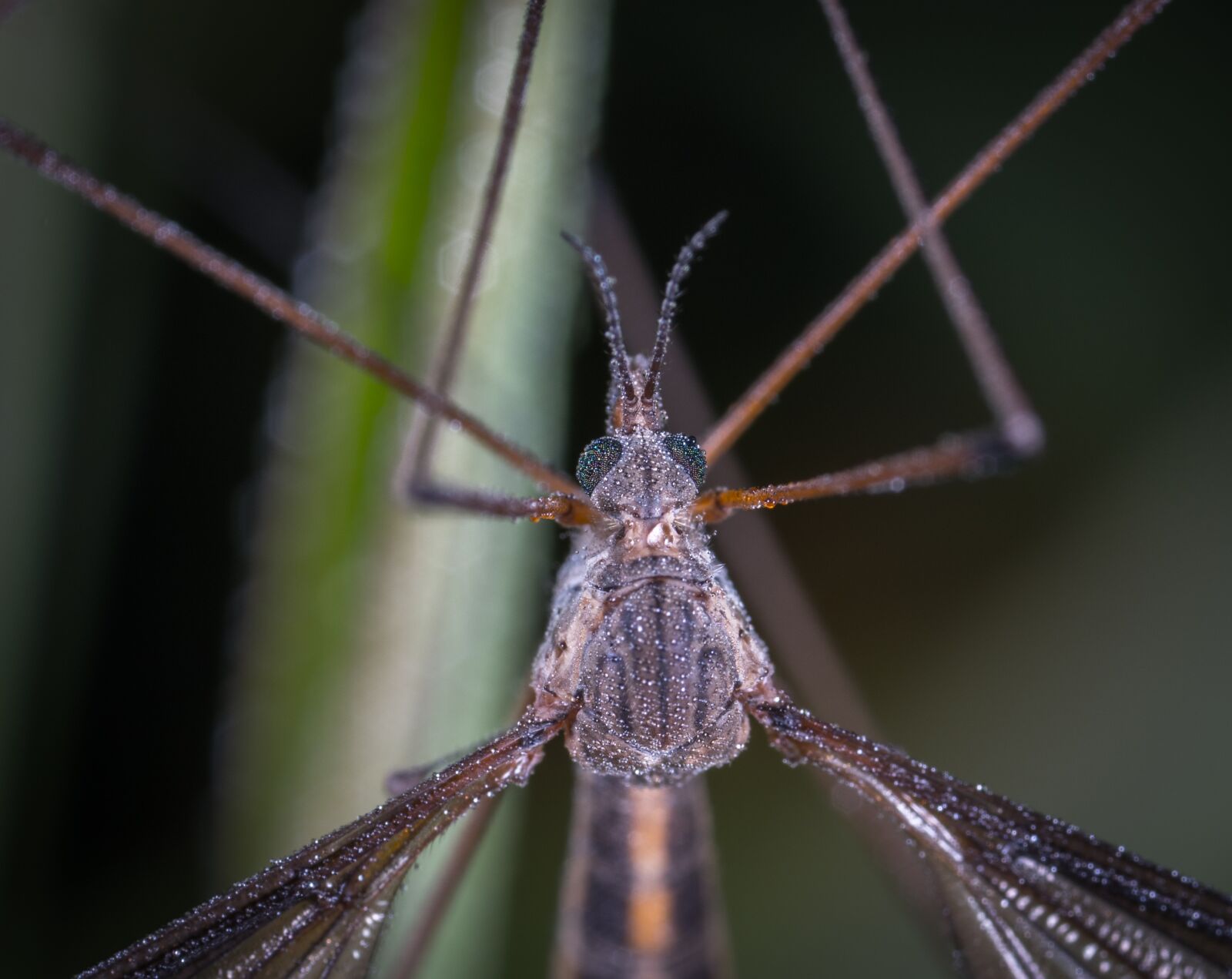 #124 65/2.8 sample photo. Insect, bespozvonochnoe, no one photography