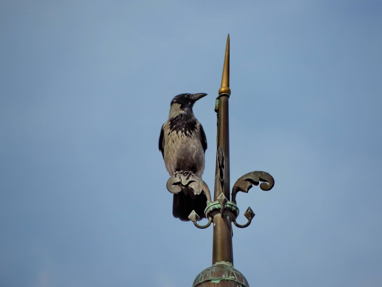 Nikon Coolpix P520 sample photo. Blue sky, raven, tower photography