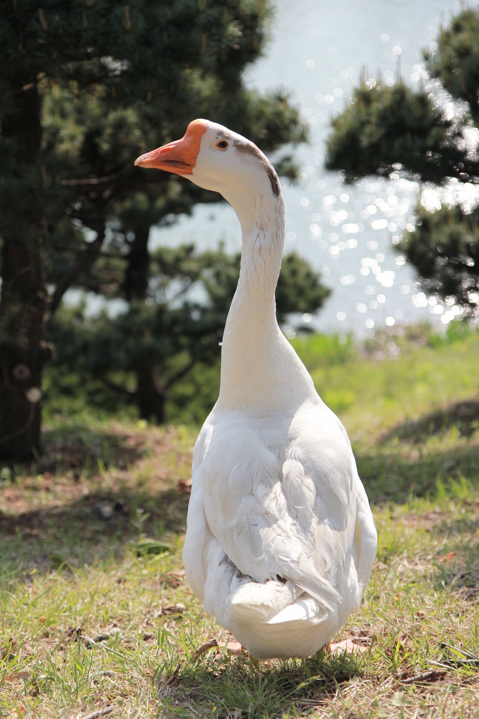 Canon EOS 550D (EOS Rebel T2i / EOS Kiss X4) sample photo. Goose, free, revisiting the photography