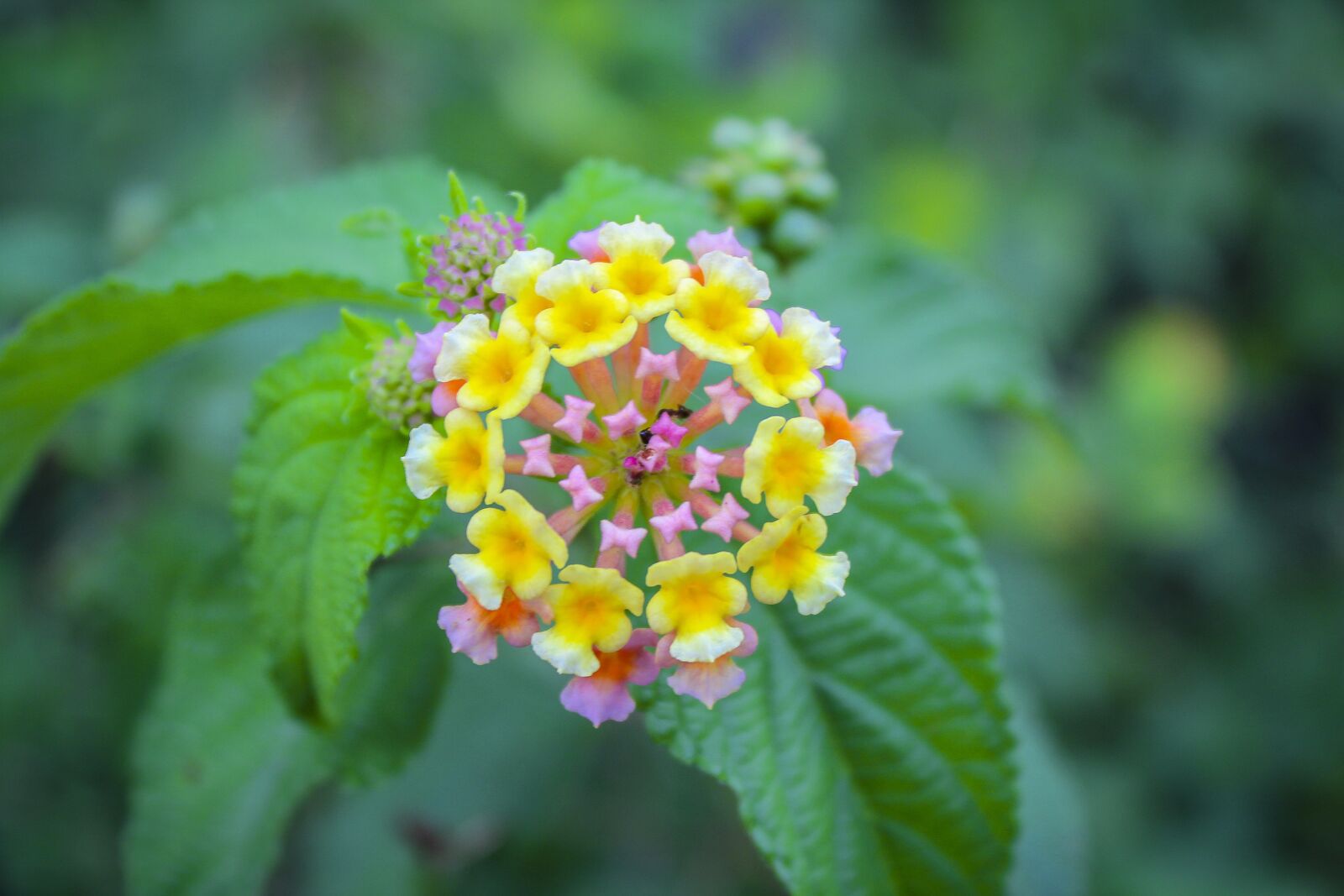 Canon EOS 600D (Rebel EOS T3i / EOS Kiss X5) sample photo. Flower, nature, spring photography