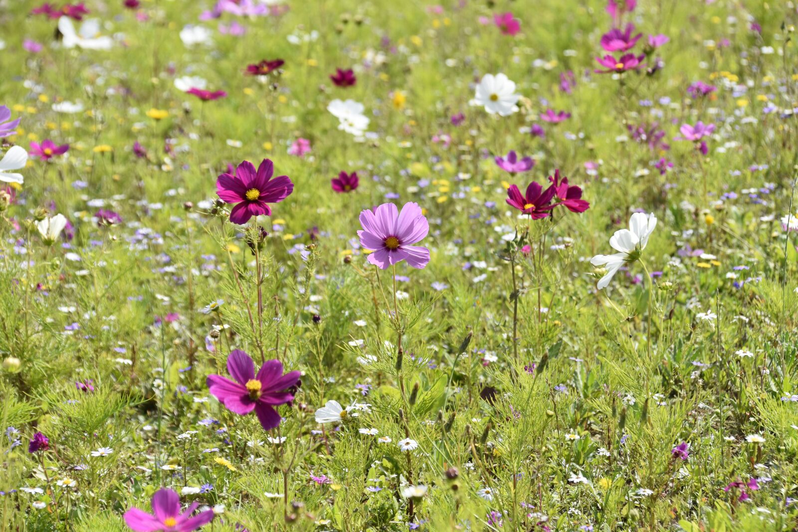 Nikon D5600 sample photo. Flowers, flowers flowers, spring photography