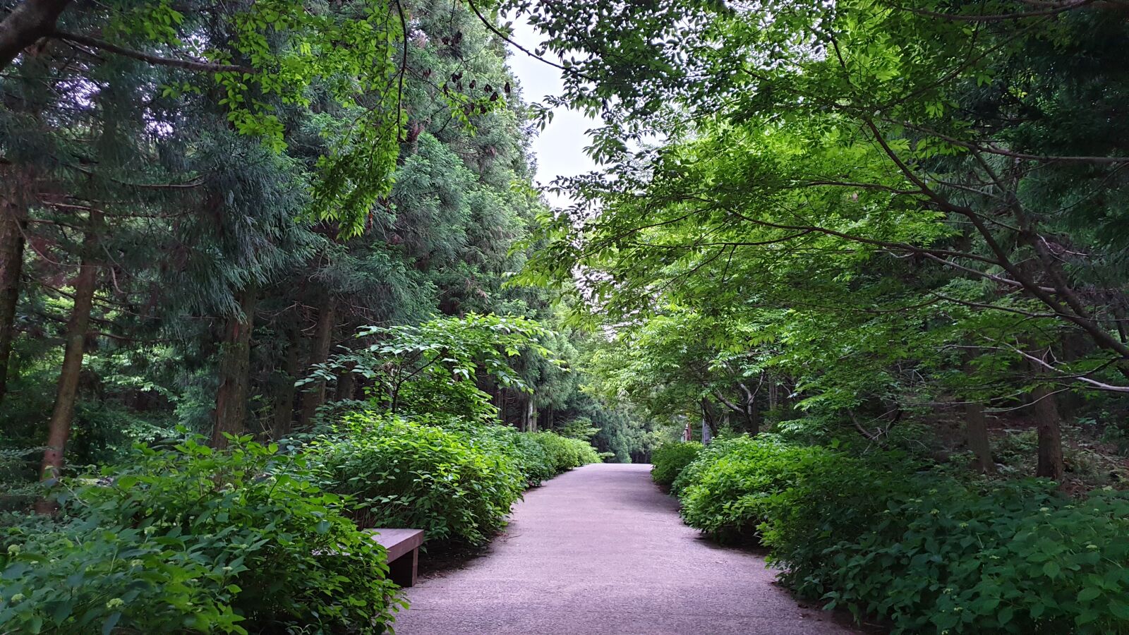 Samsung Galaxy S9 sample photo. Forest road, jeju, trails photography