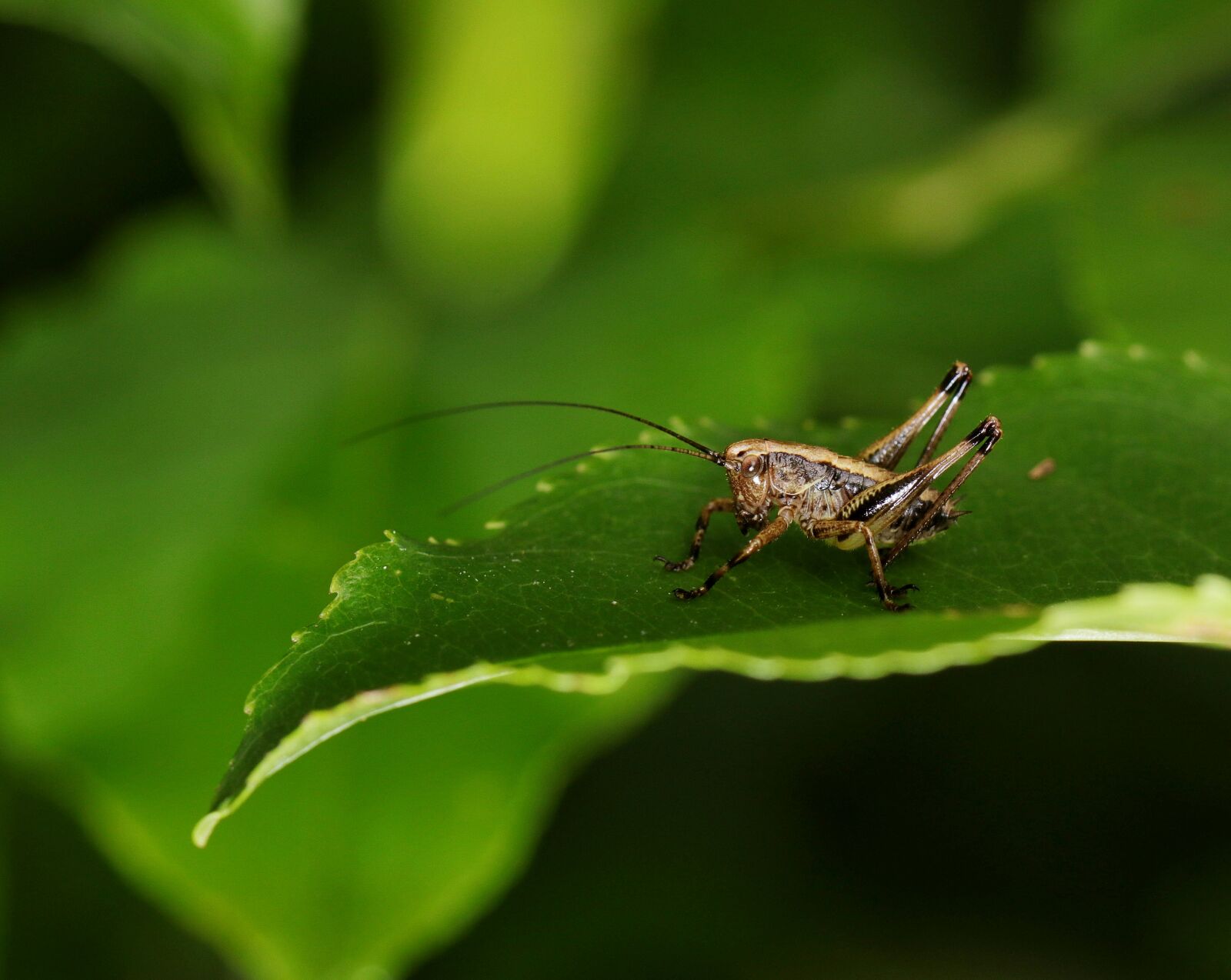 Canon EOS 80D sample photo. Nature, forest, grasshopper photography