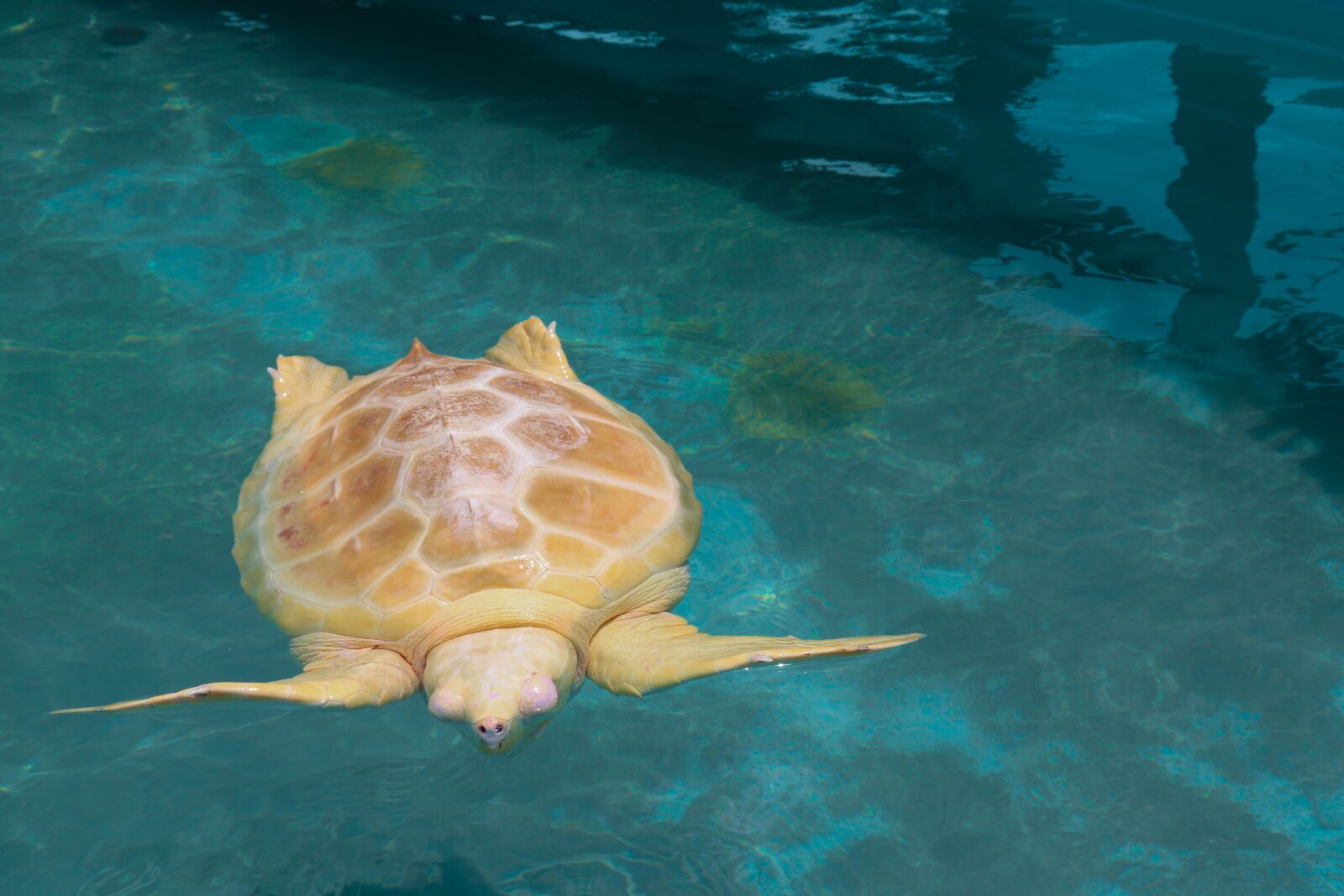 Canon EOS 200D (EOS Rebel SL2 / EOS Kiss X9) sample photo. Turtle, white, animal photography