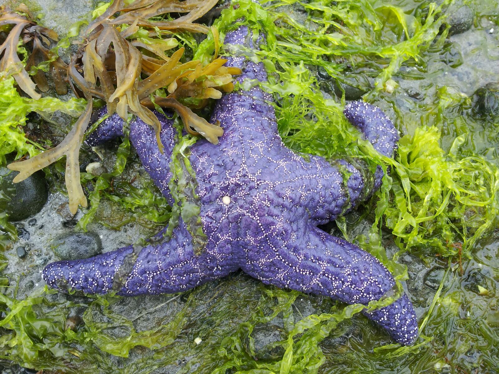 Samsung Galaxy S2 sample photo. Beach, low tide, starfish photography