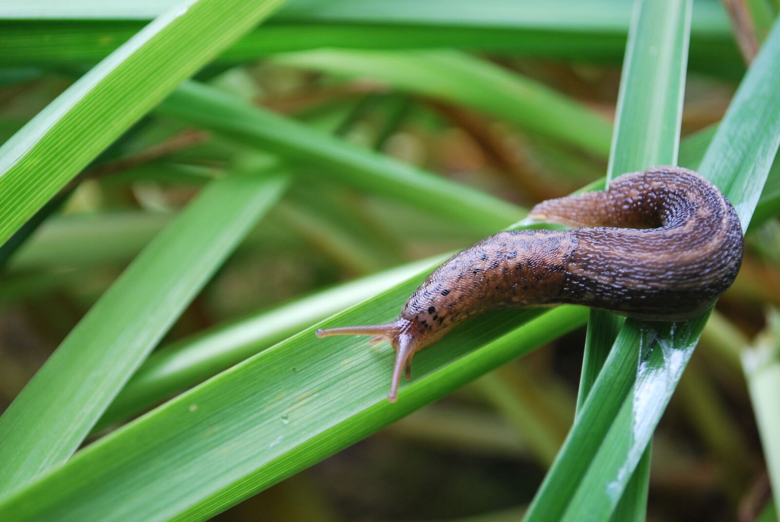 Nikon D60 sample photo. Snail, nature, mollusk photography