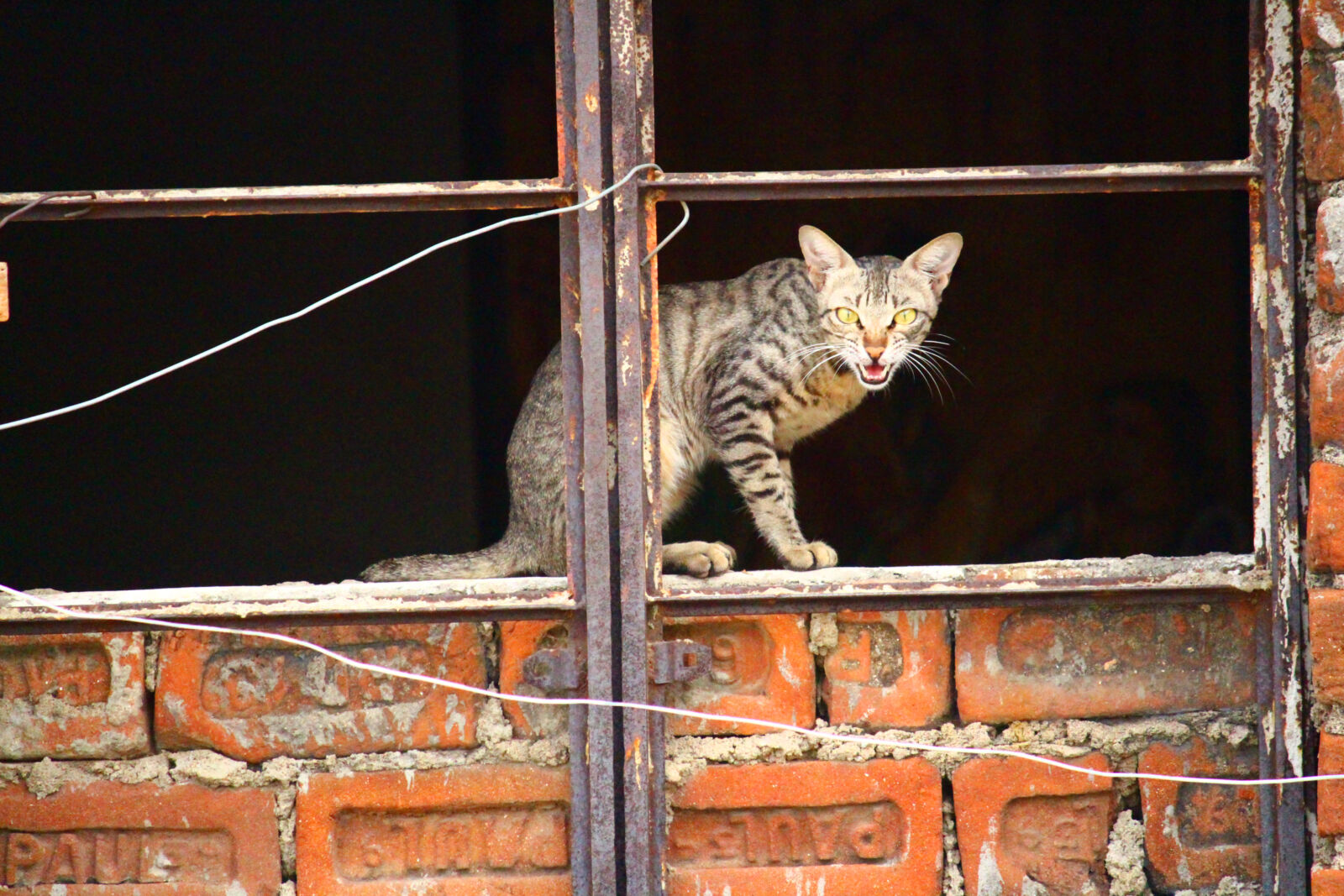 Canon EOS 700D (EOS Rebel T5i / EOS Kiss X7i) sample photo. Animal, cat, nature photography
