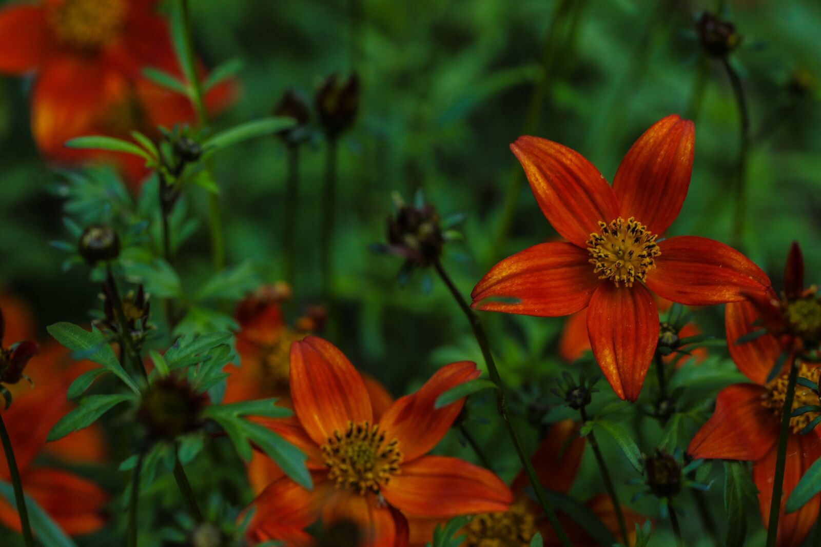 Canon EOS 7D Mark II sample photo. Garden flower, flower, garden photography