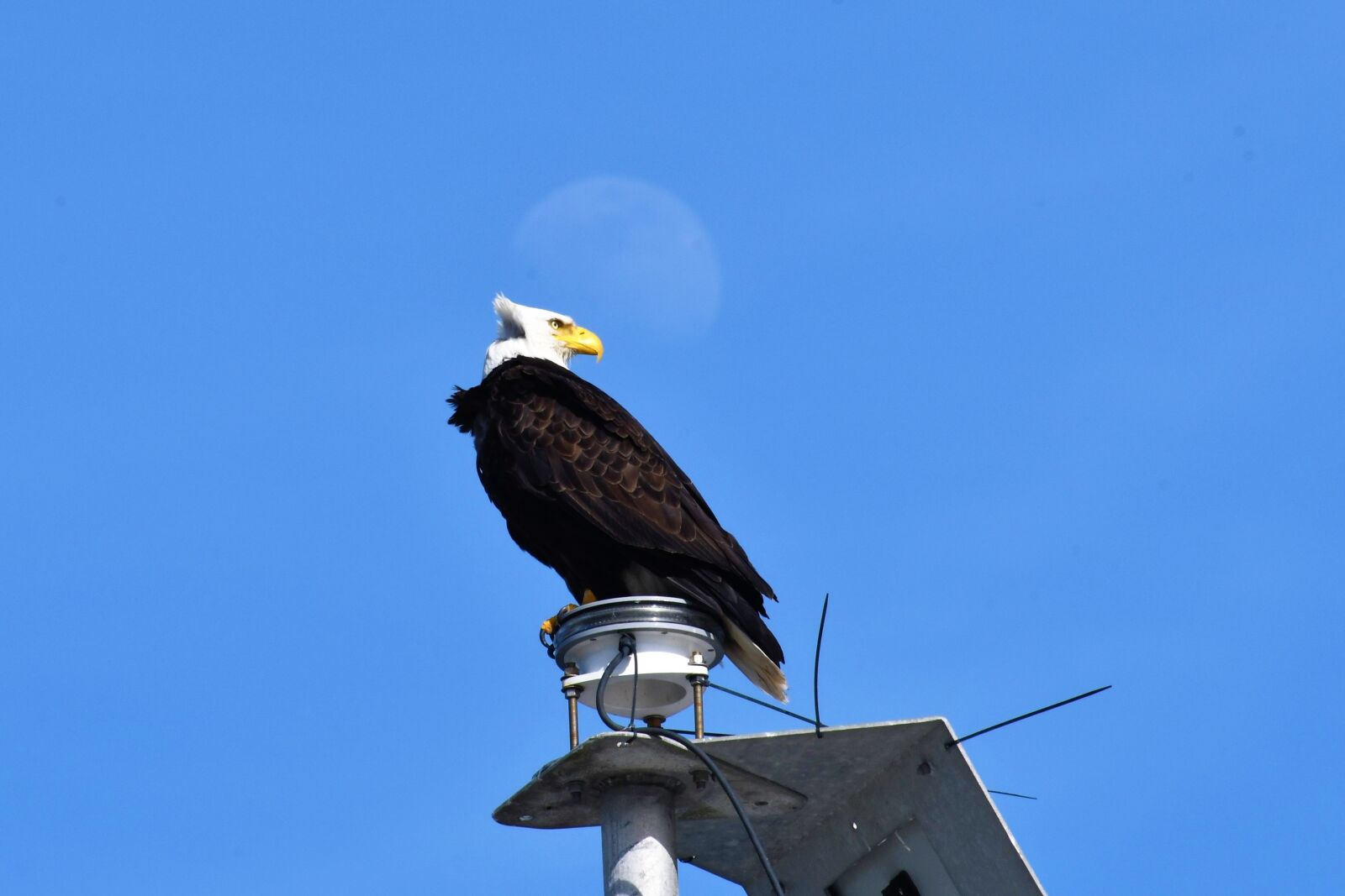 Nikon D500 sample photo. Bald eagle, bird, animal photography