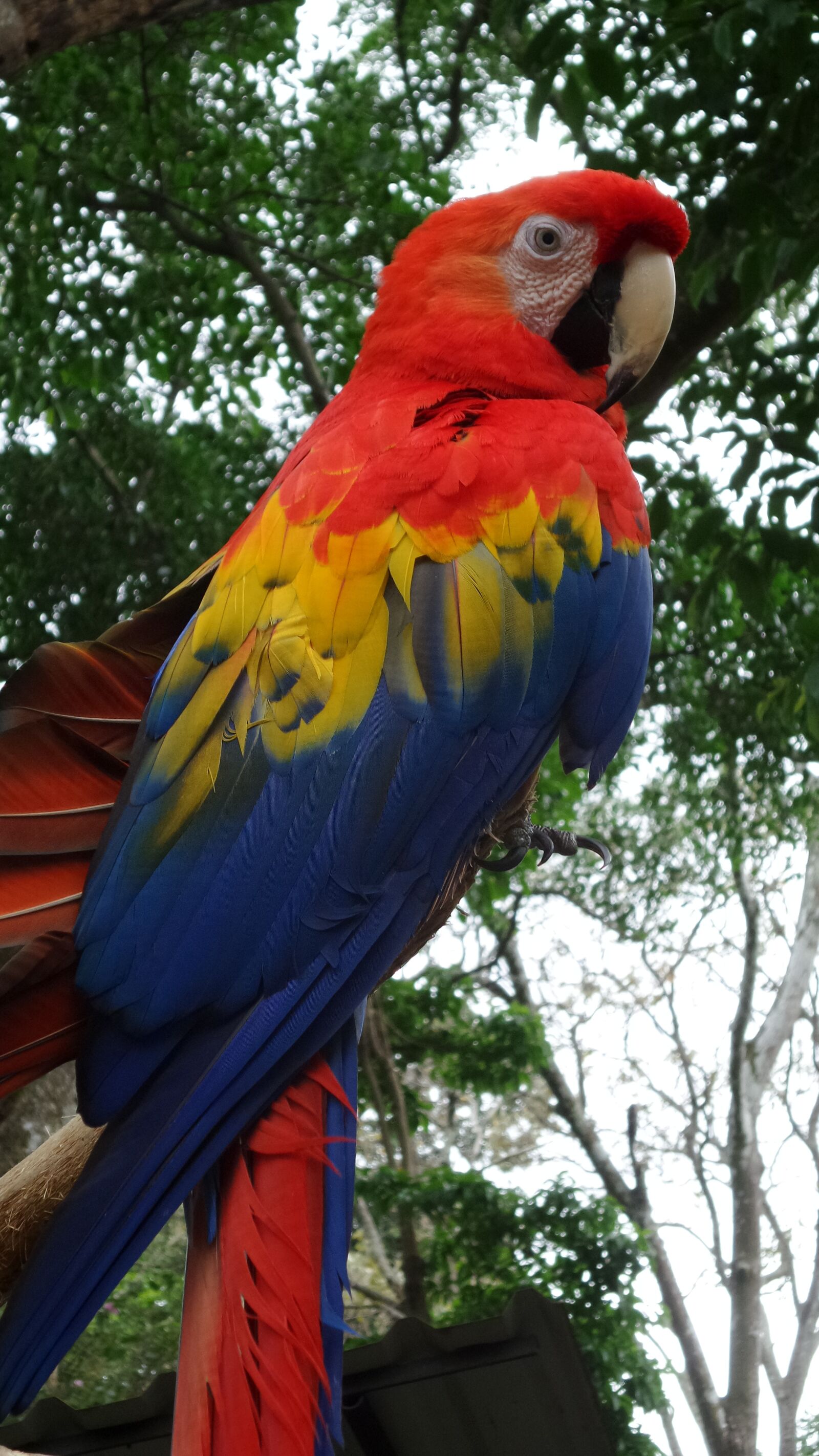 Samsung Galaxy K Zoom sample photo. Parrot, bird, macaw photography