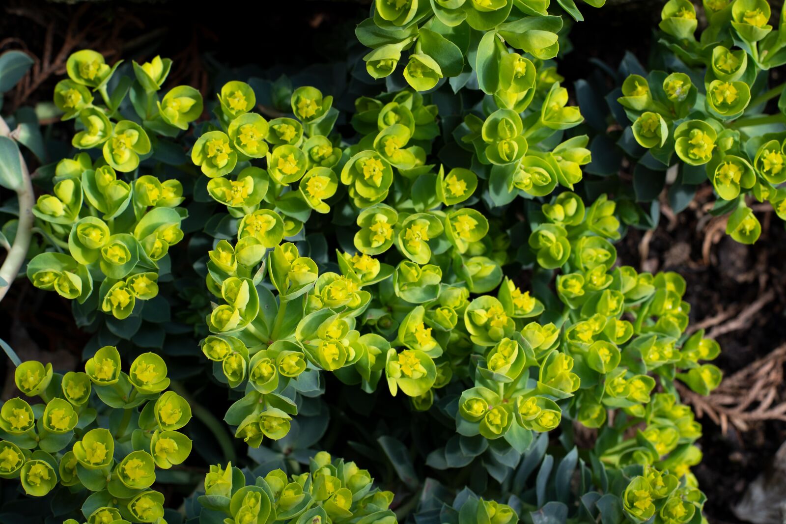 Nikon D7100 sample photo. Plant, garden, flowers photography