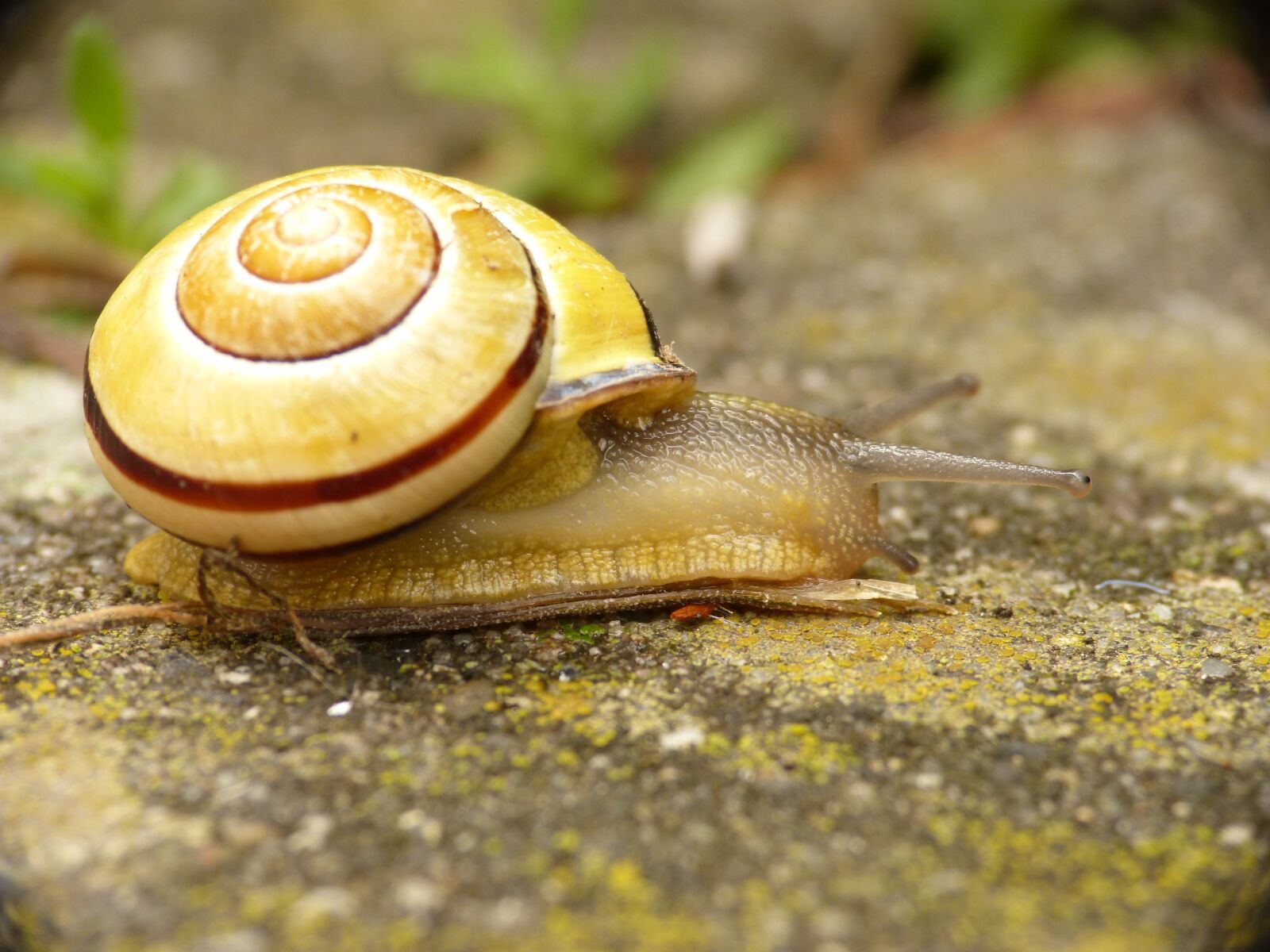 Panasonic DMC-FZ62 sample photo. Snail, shell, probe photography