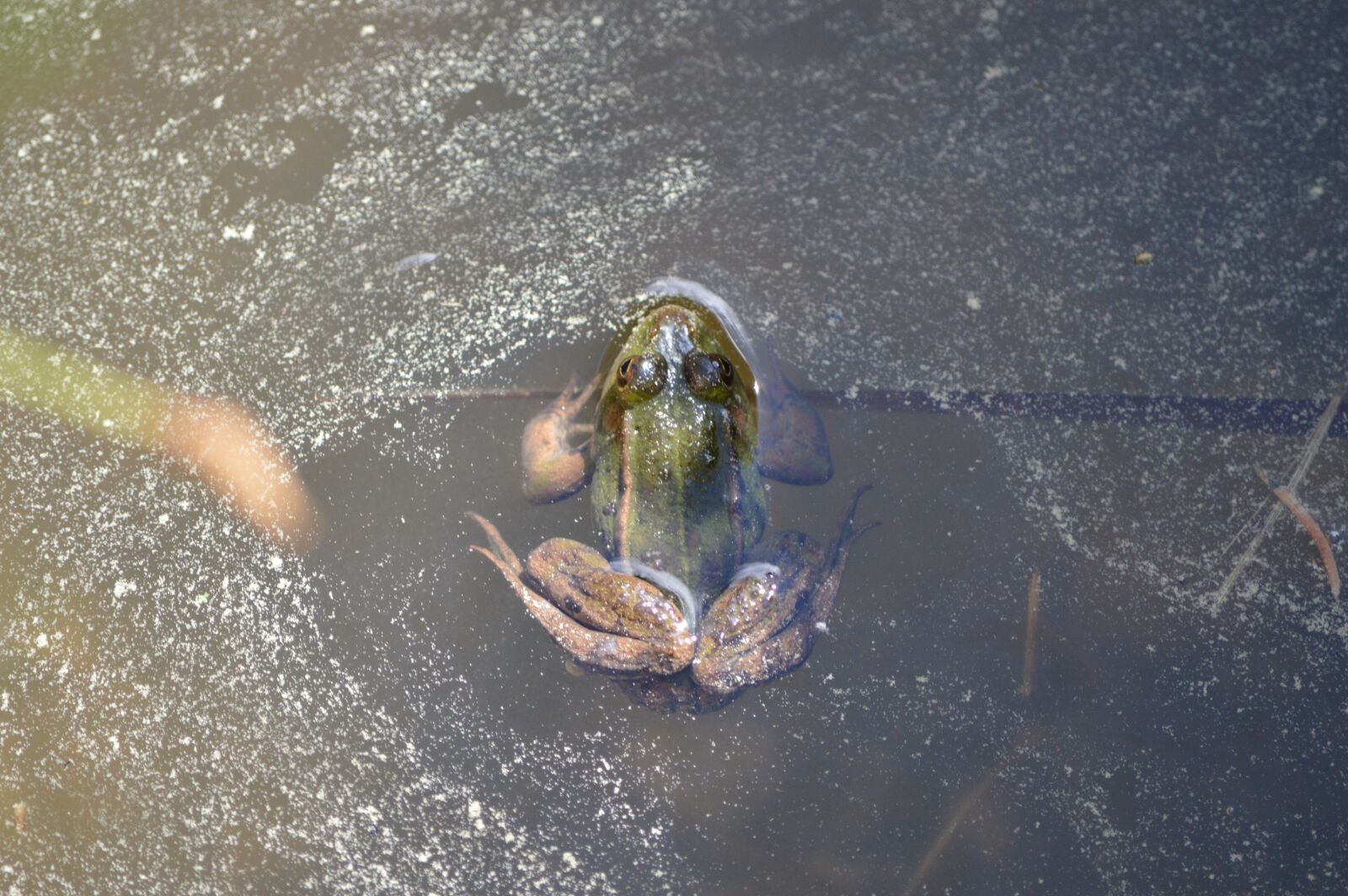 Nikon D3200 sample photo. Frog, insect, pond photography