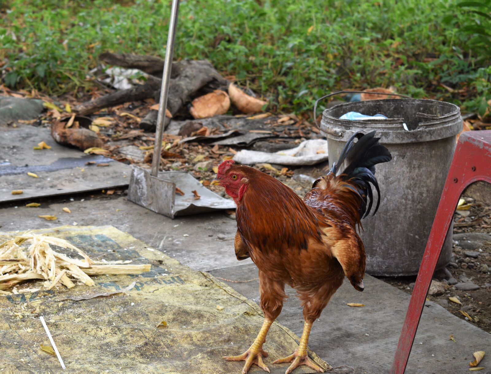 Nikon D5600 sample photo. Rooster, chicken, bird photography