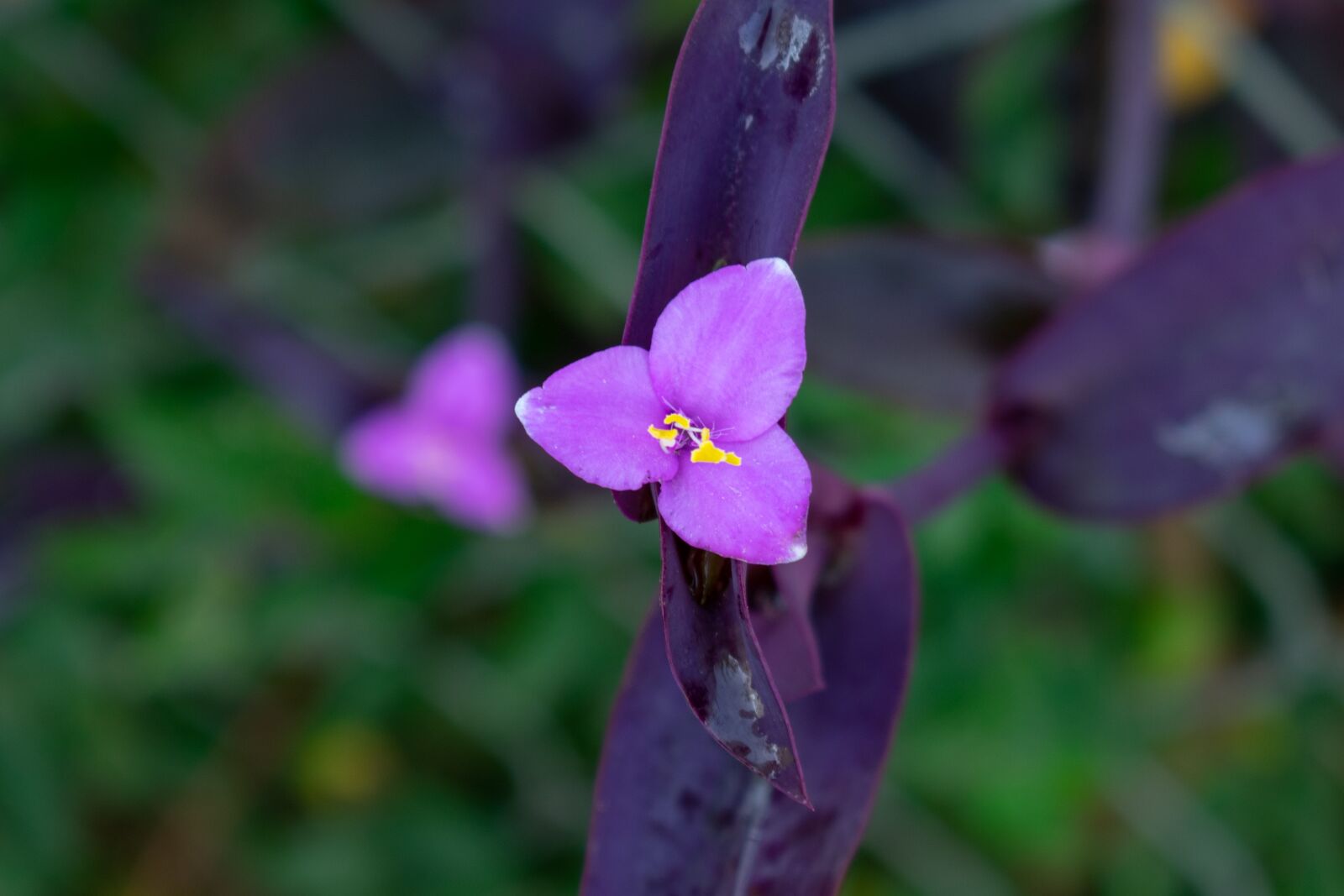 Nikon D3400 sample photo. Purple, flower, nature photography