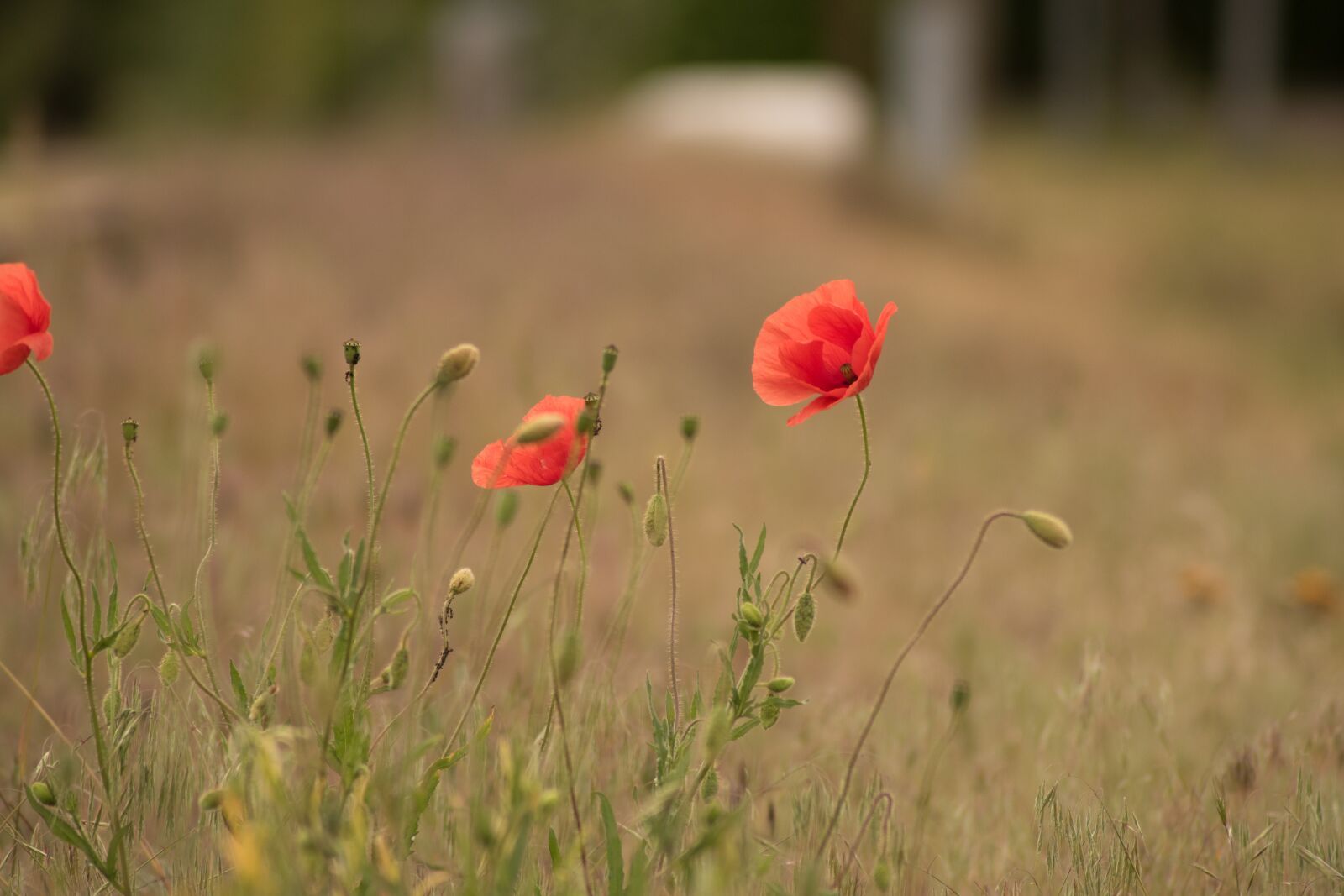 Nikon D5600 sample photo. Poppy, flower, nature photography