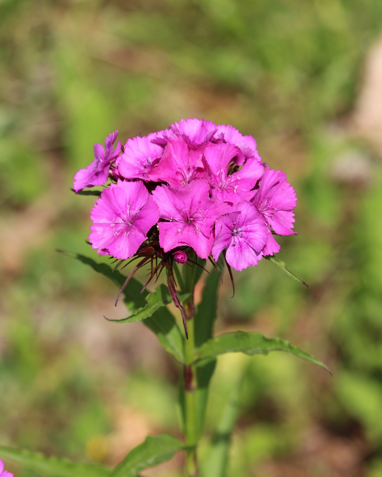Canon EF-S 55-250mm F4-5.6 IS STM sample photo. Nature, garden, flora photography