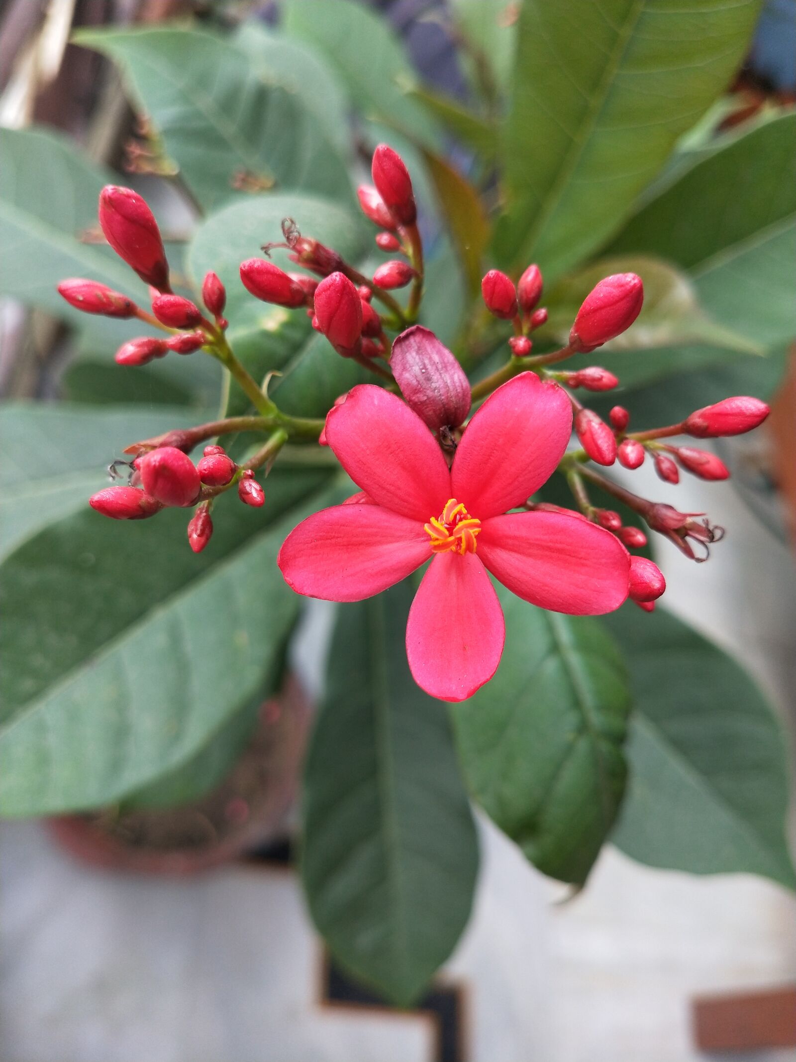 OPPO Realme 2 Pro sample photo. Red flower, pink flower photography