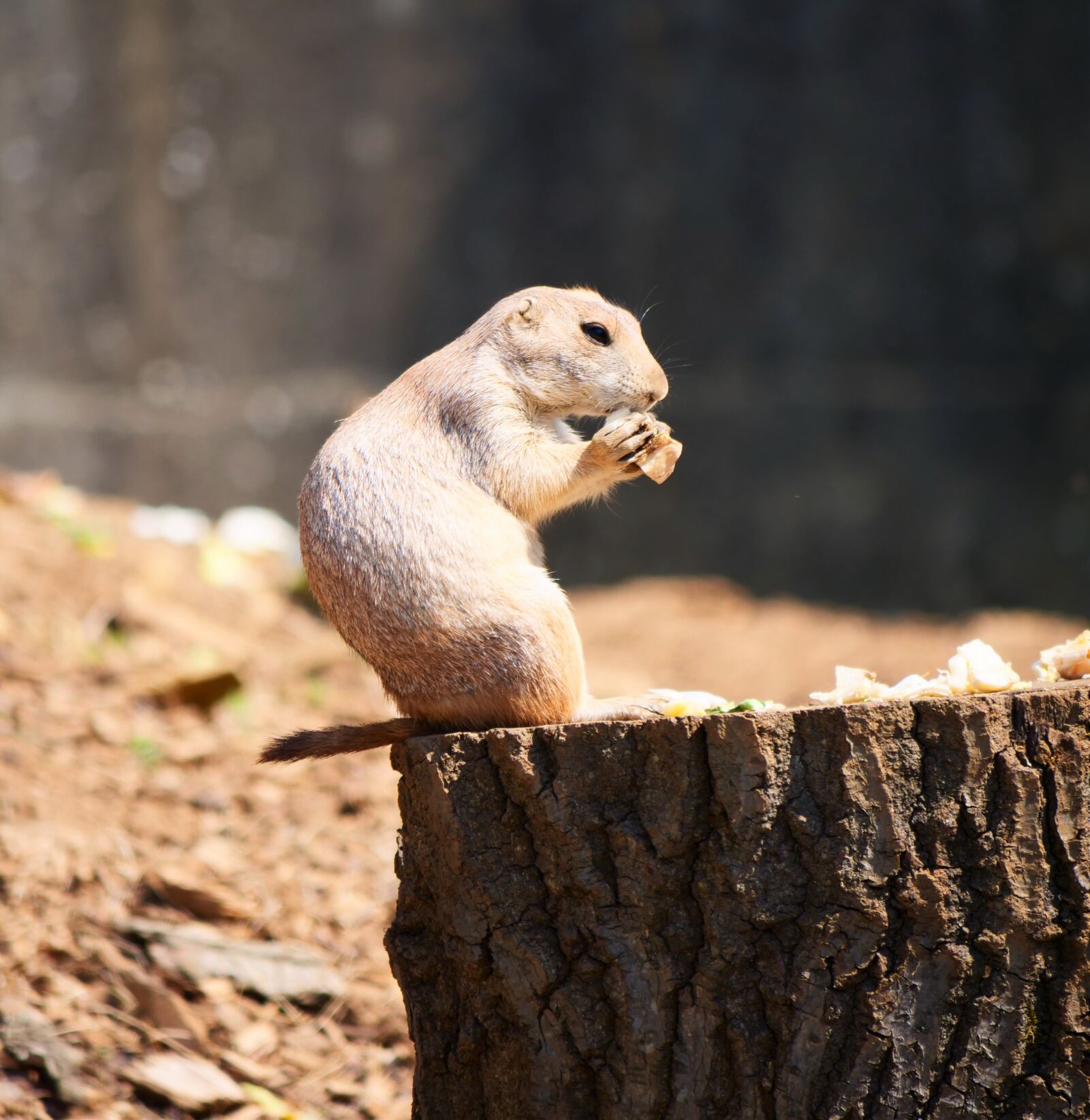 Panasonic Lumix DC-G9 sample photo. Prairie dog, rodent, wildlife photography