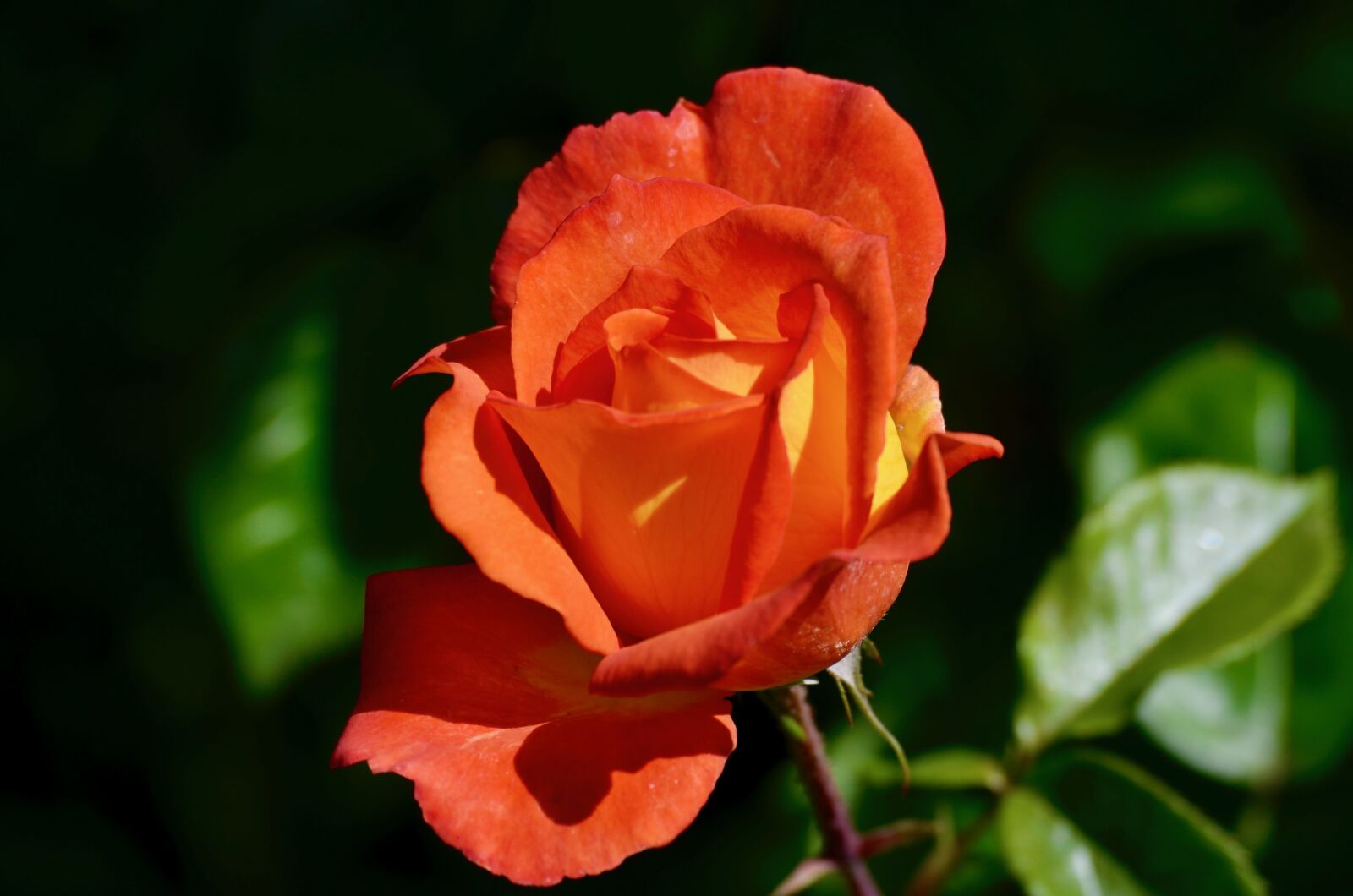 Nikon D5100 sample photo. Rose, blossom, bloom photography