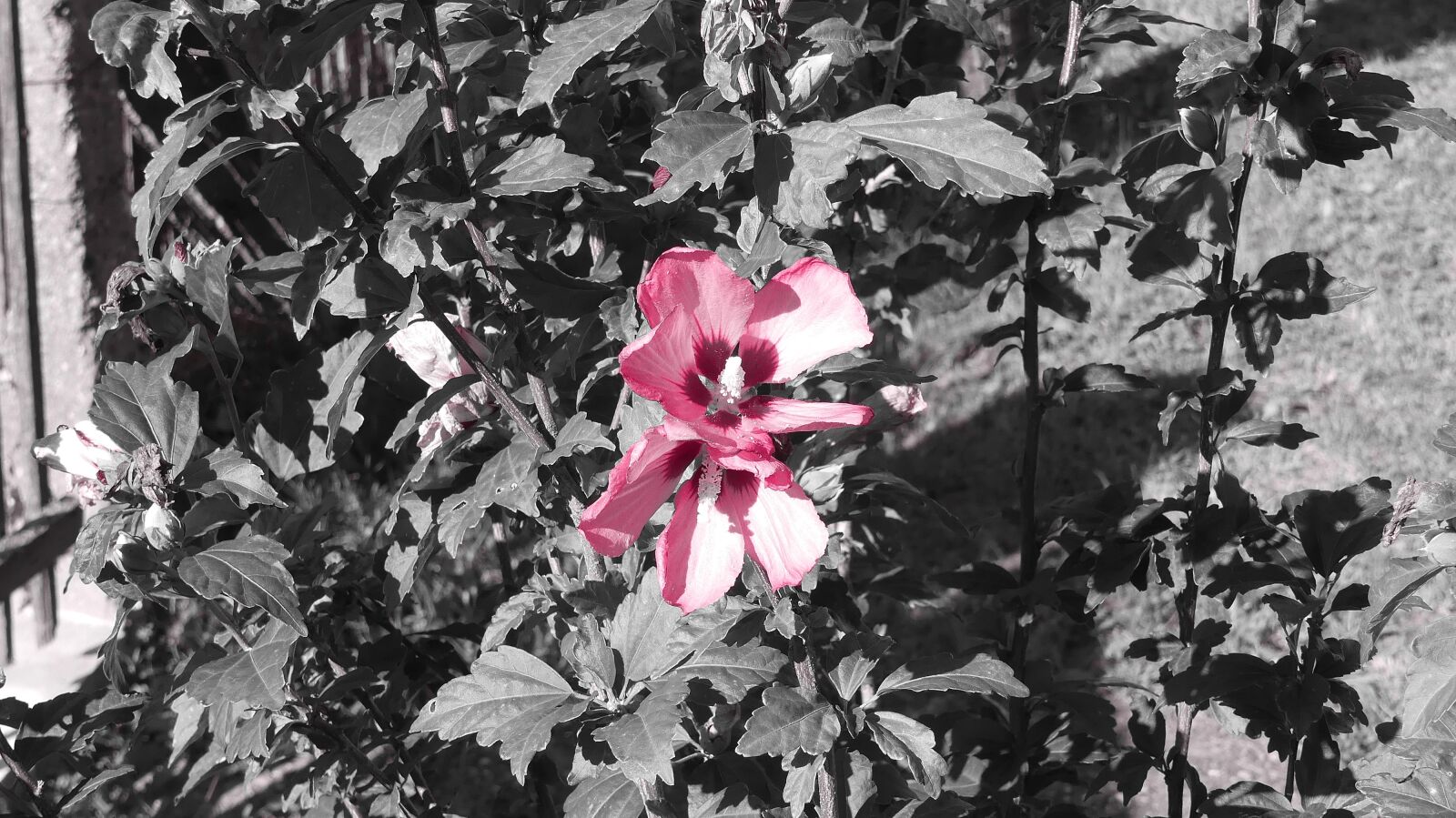 Panasonic Lumix DMC-FZ300 sample photo. Mallow, hollyhock flower, hibiscus photography