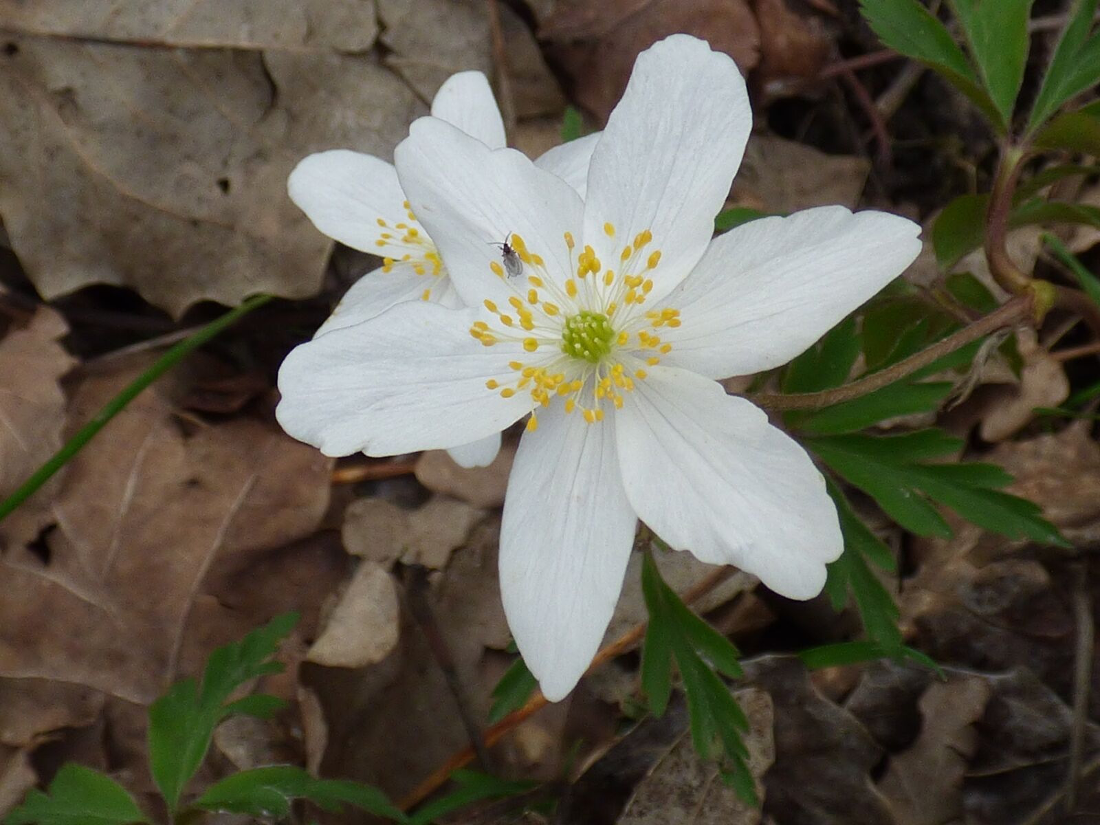Panasonic DMC-FZ72 sample photo. Flower, white, forest photography
